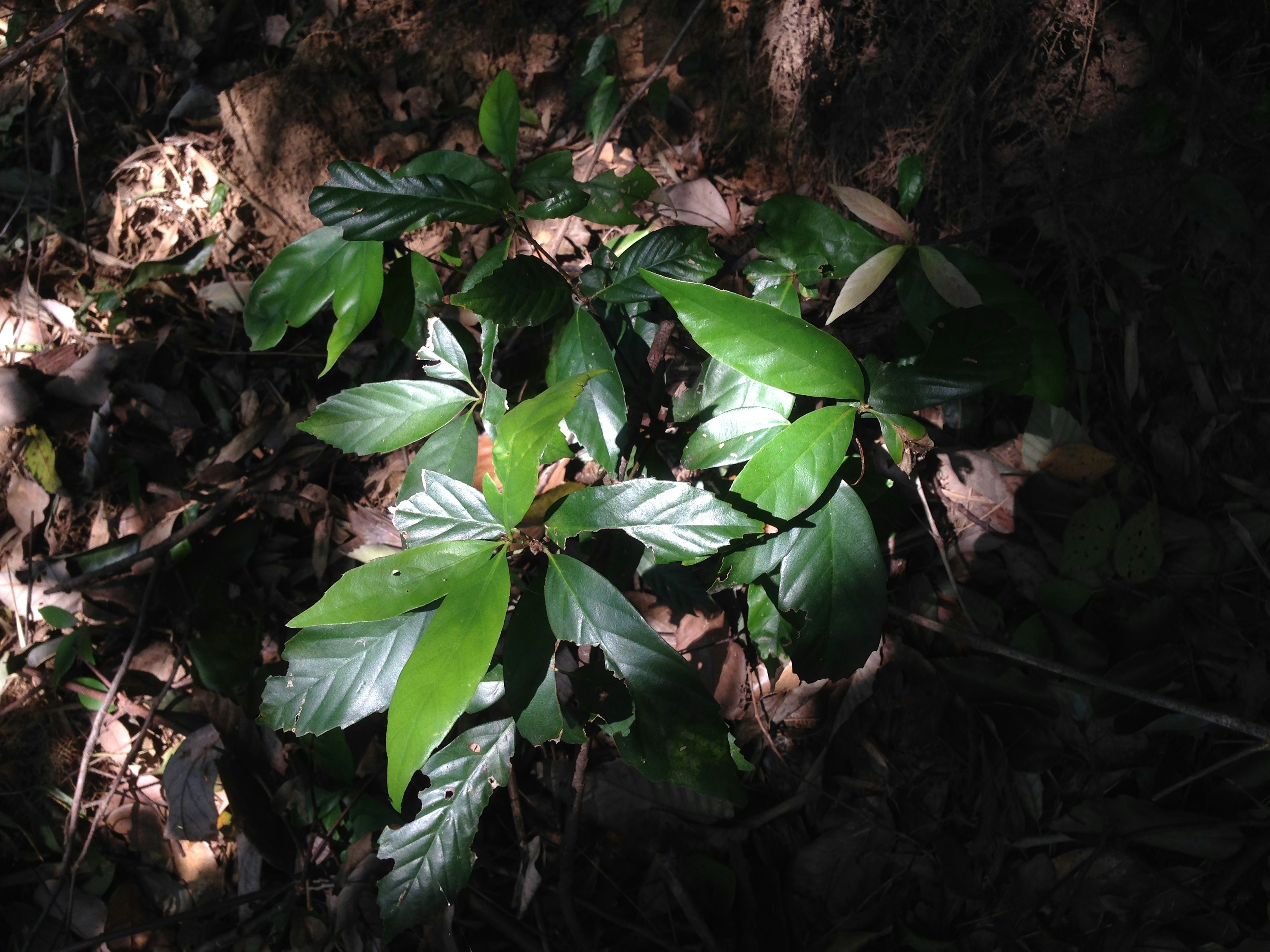 Una pianta con foglie verdi illuminata dalla luce del sole in una foresta oscura