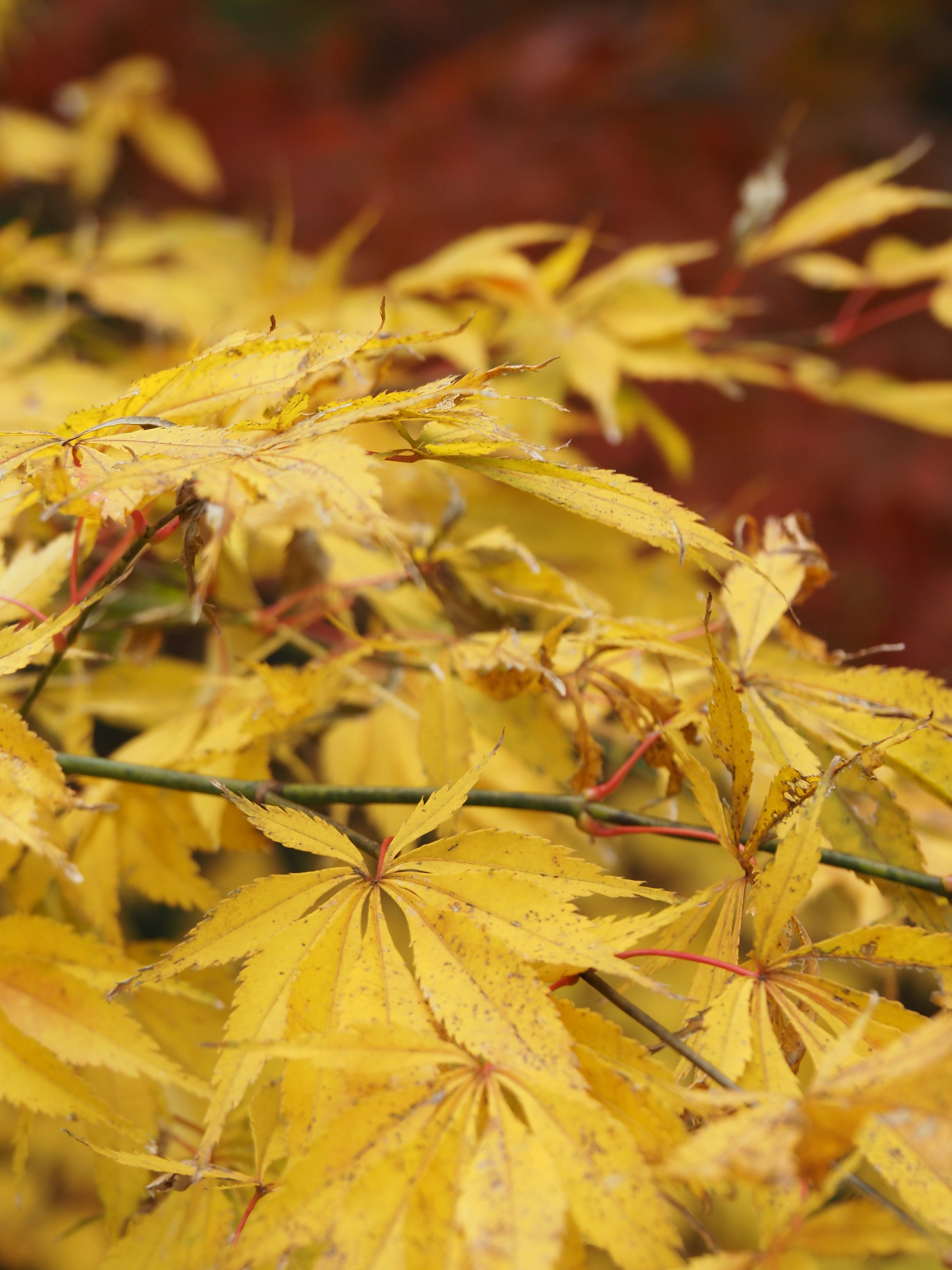 Vibrant yellow maple leaves overlapping each other