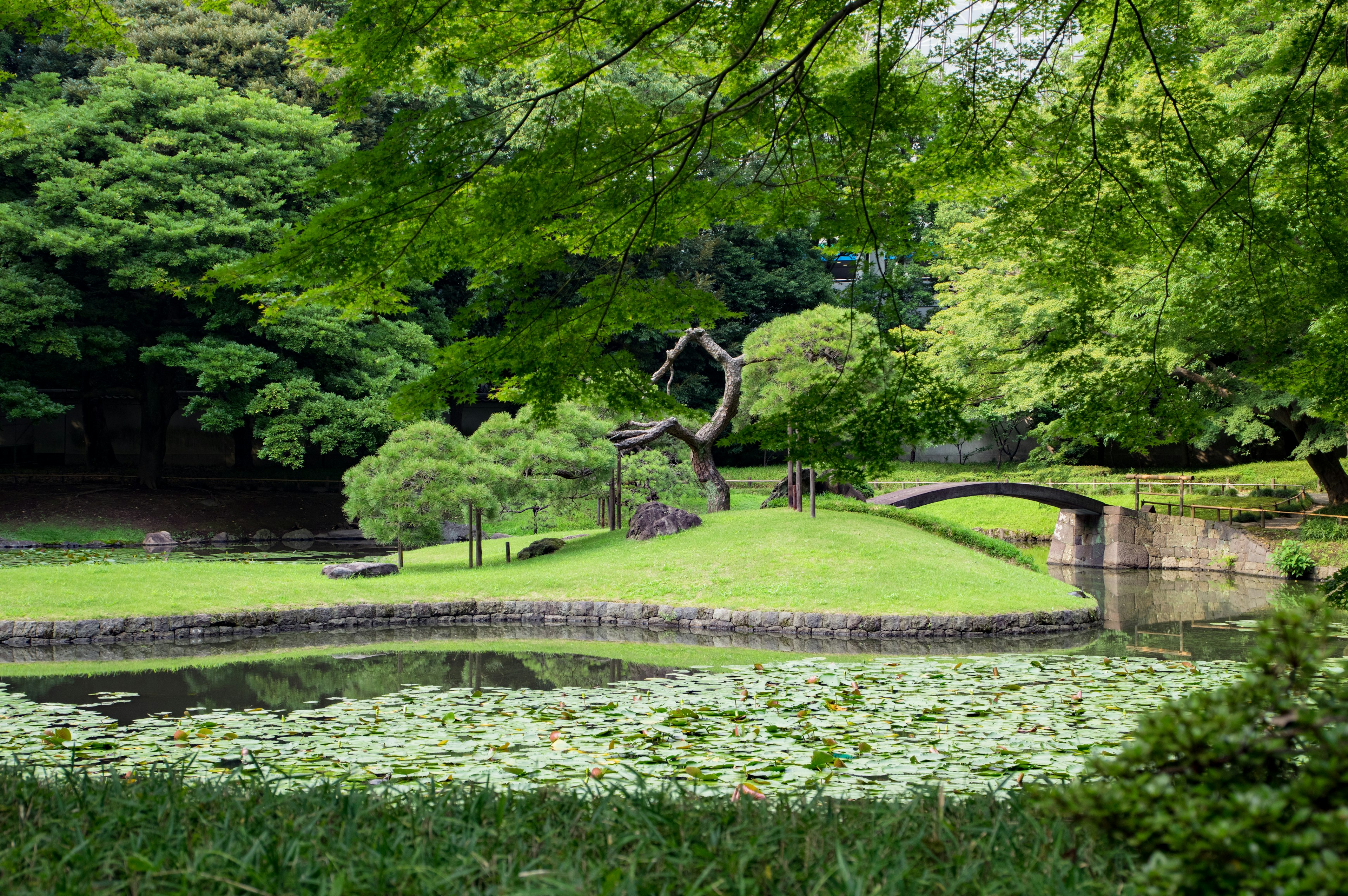 Lush green park landscape featuring a bridge and trees around a pond