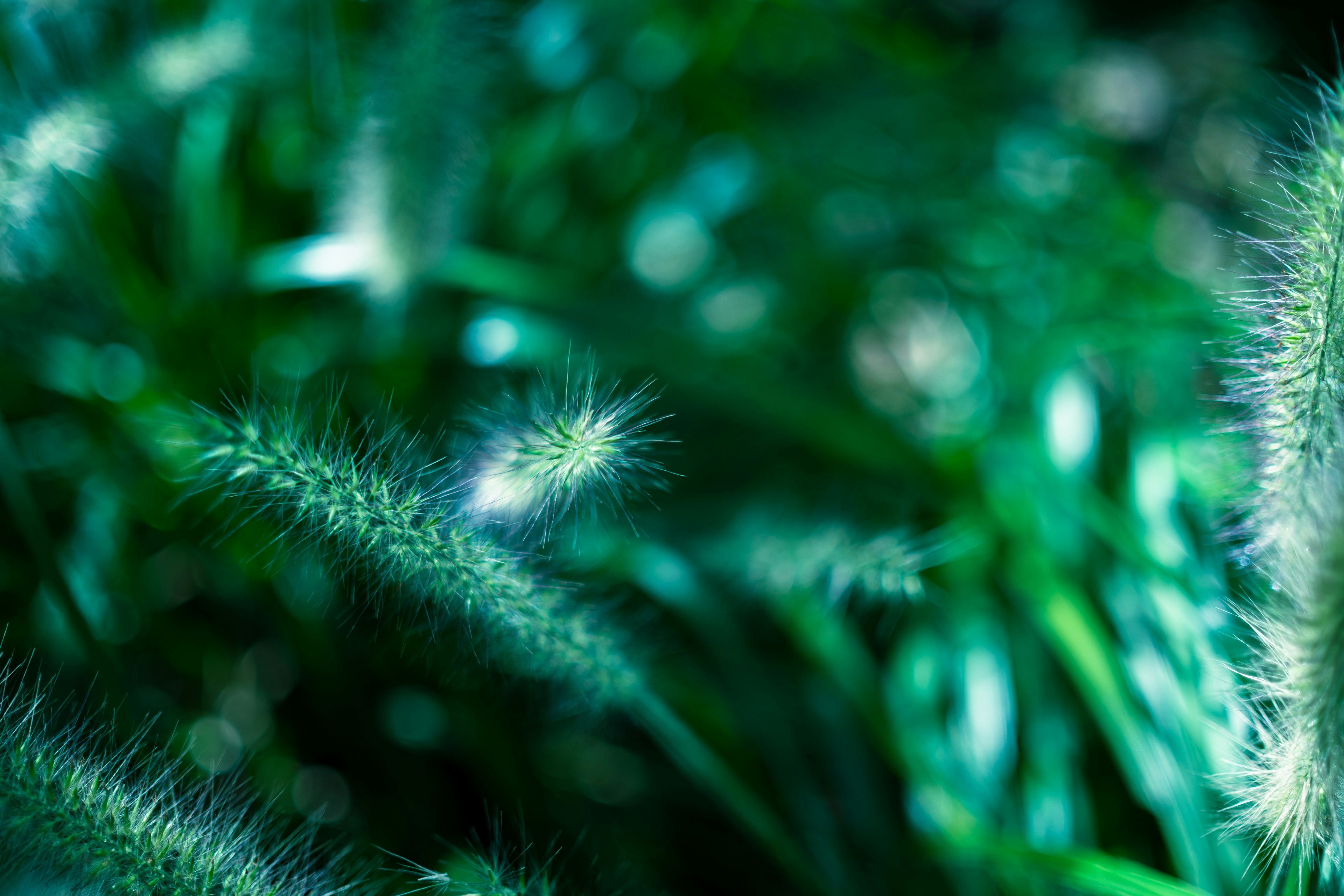 Primo piano di erba verde con piante spine morbide