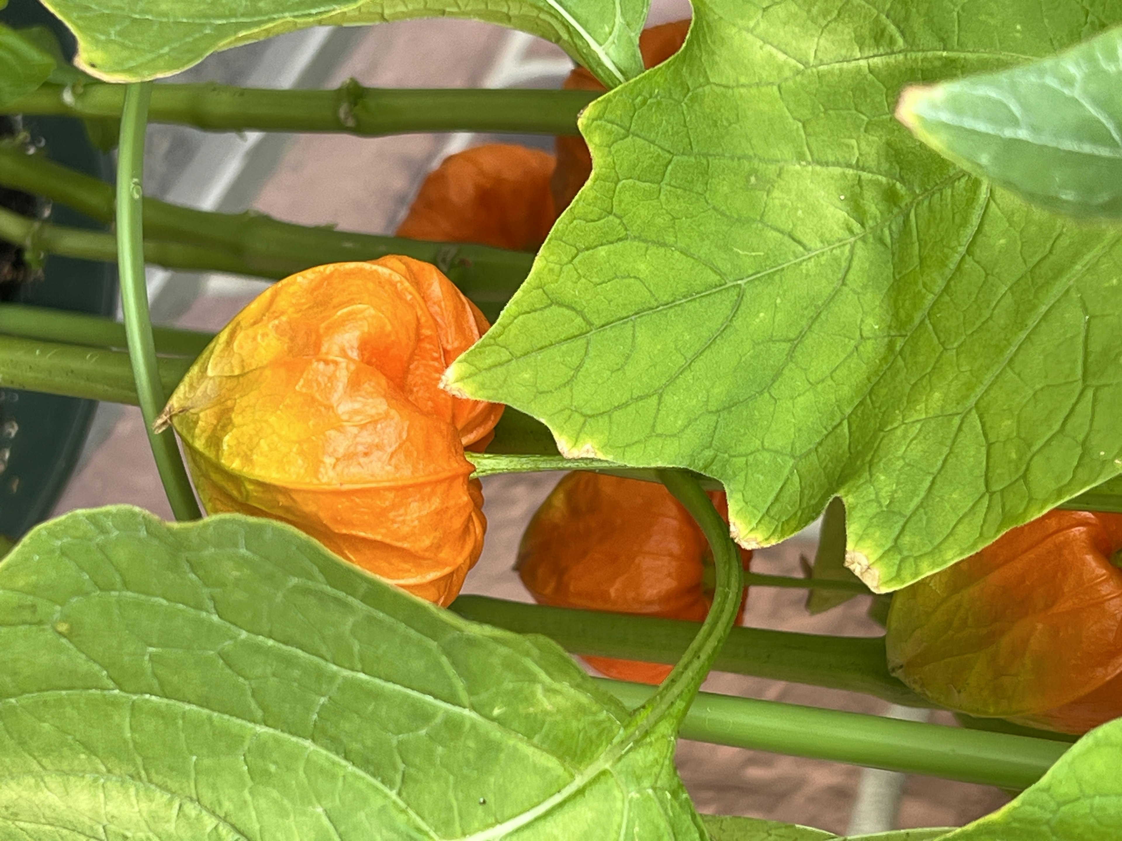 Nahaufnahme einer Pflanze mit orangefarbenen Früchten und grünen Blättern