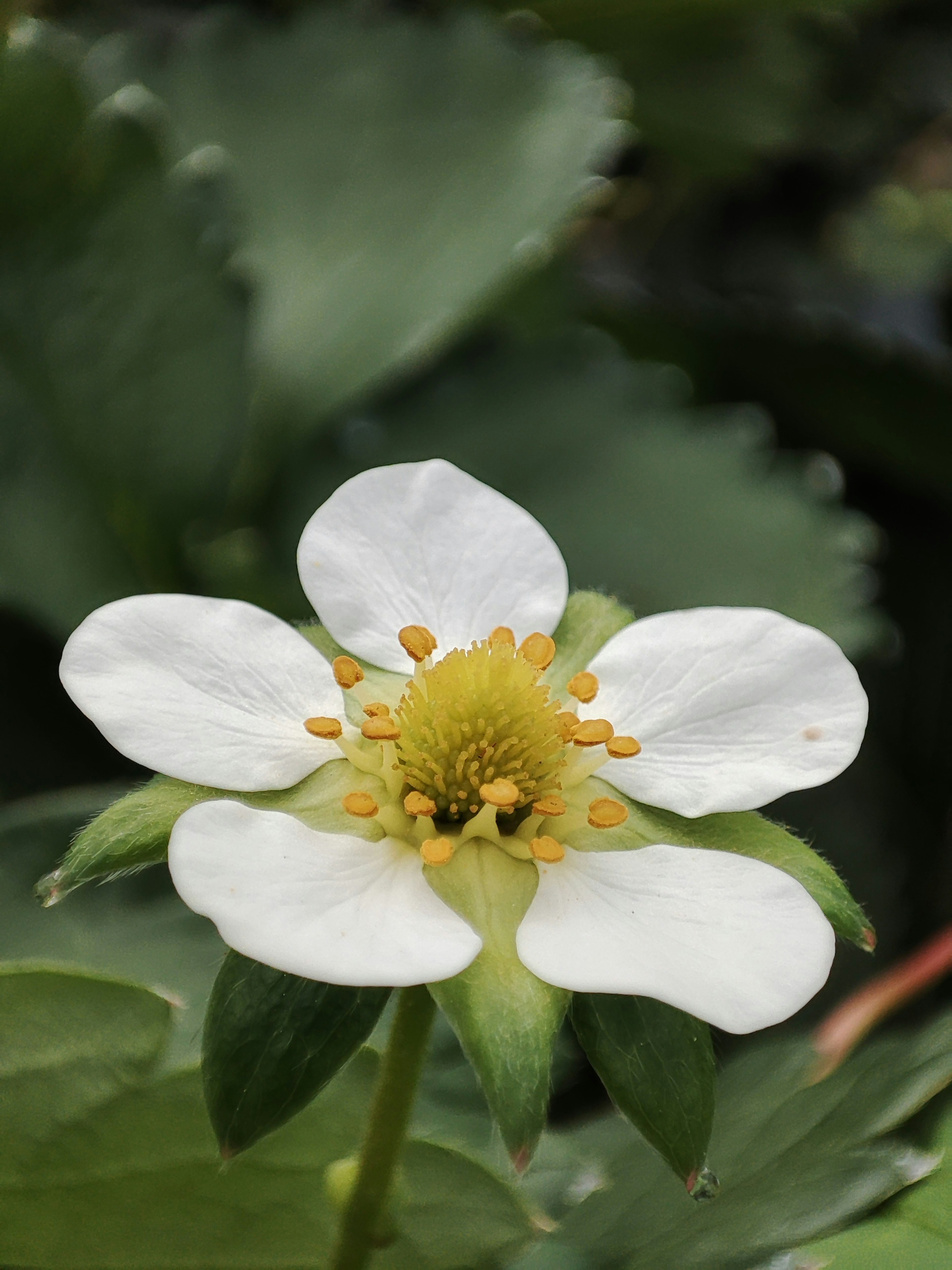 Flor de fresa blanca floreciendo entre hojas verdes