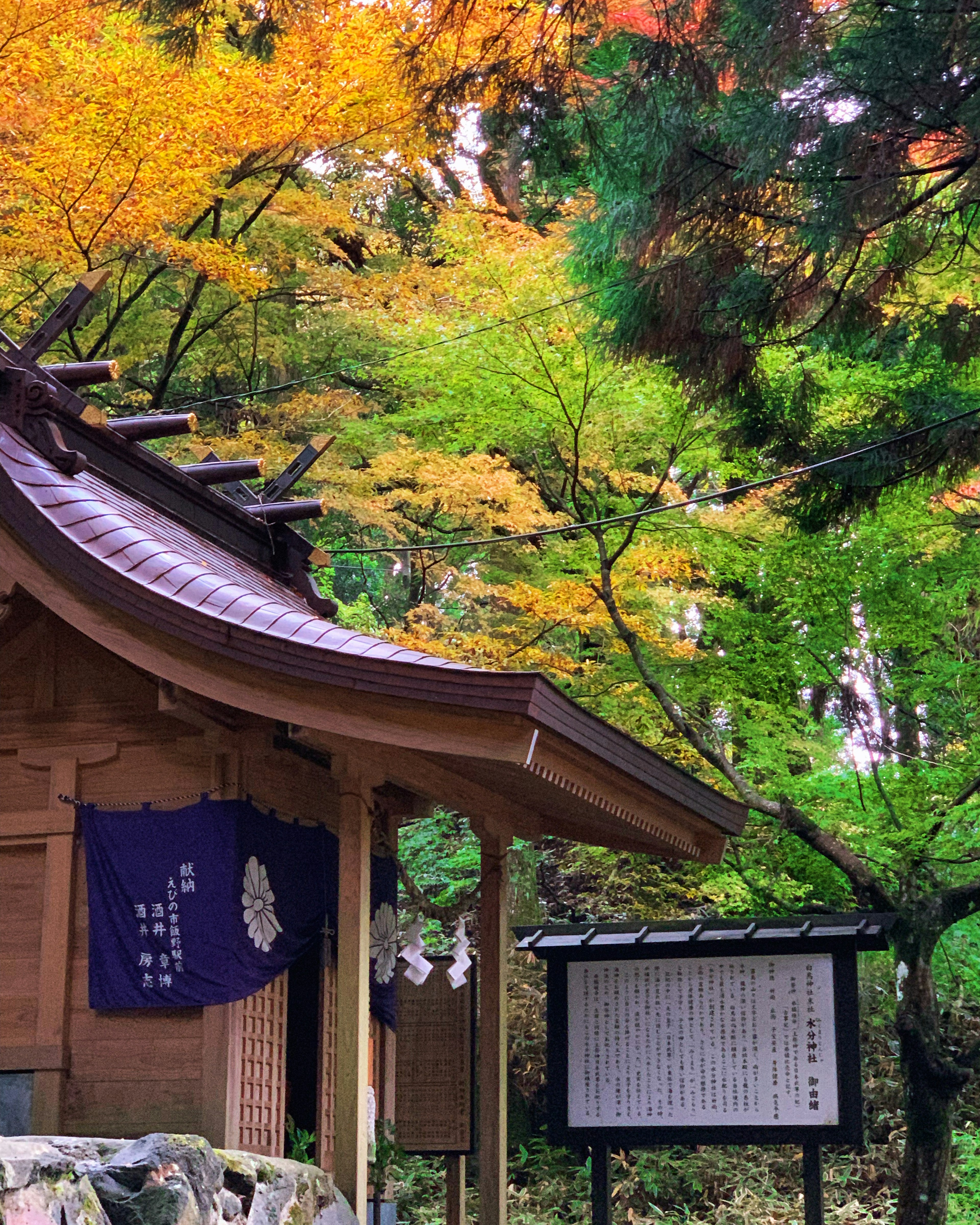 Shrine building surrounded by autumn foliage and information board