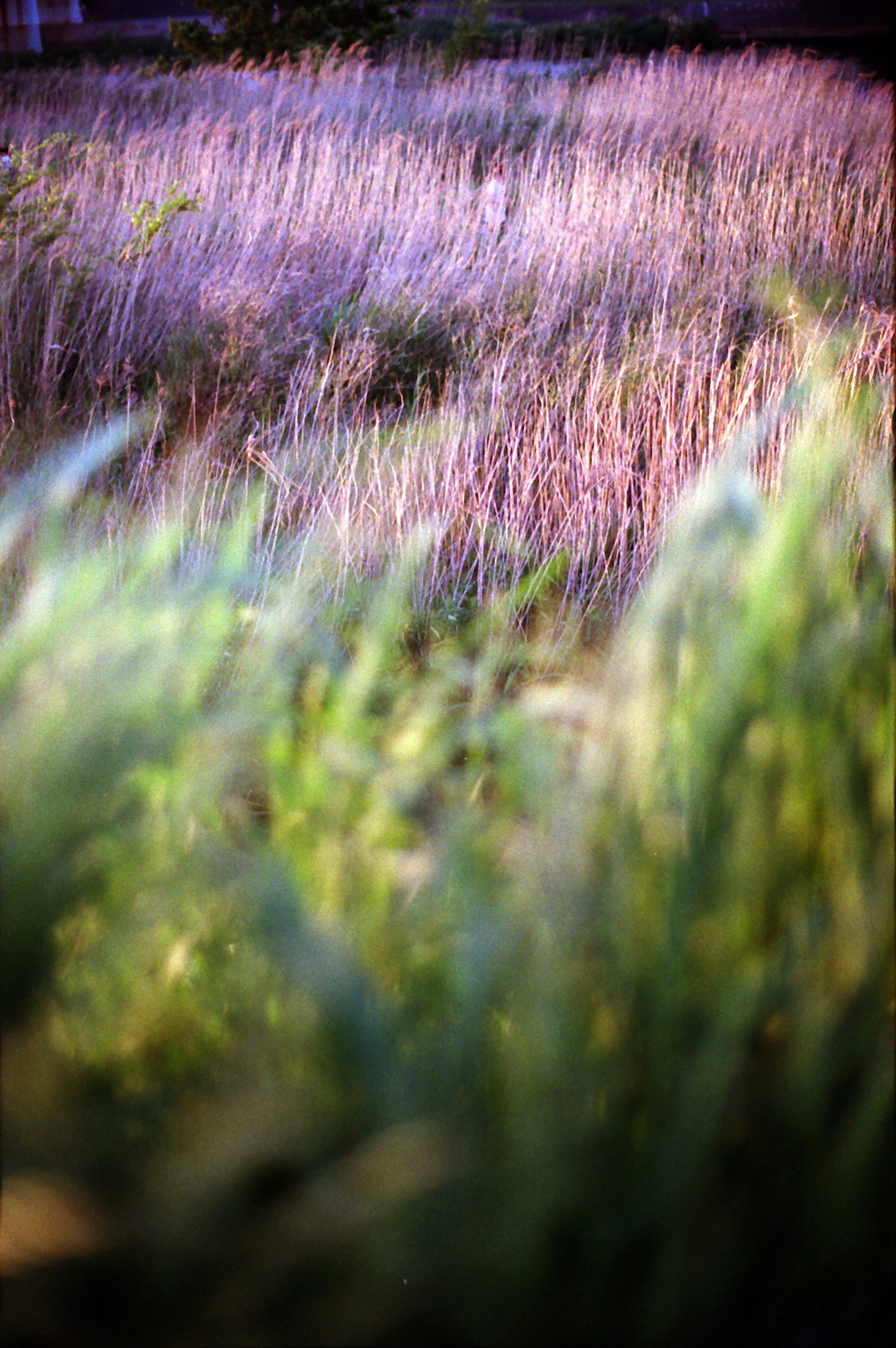 Paysage flou de l'herbe violette et verte