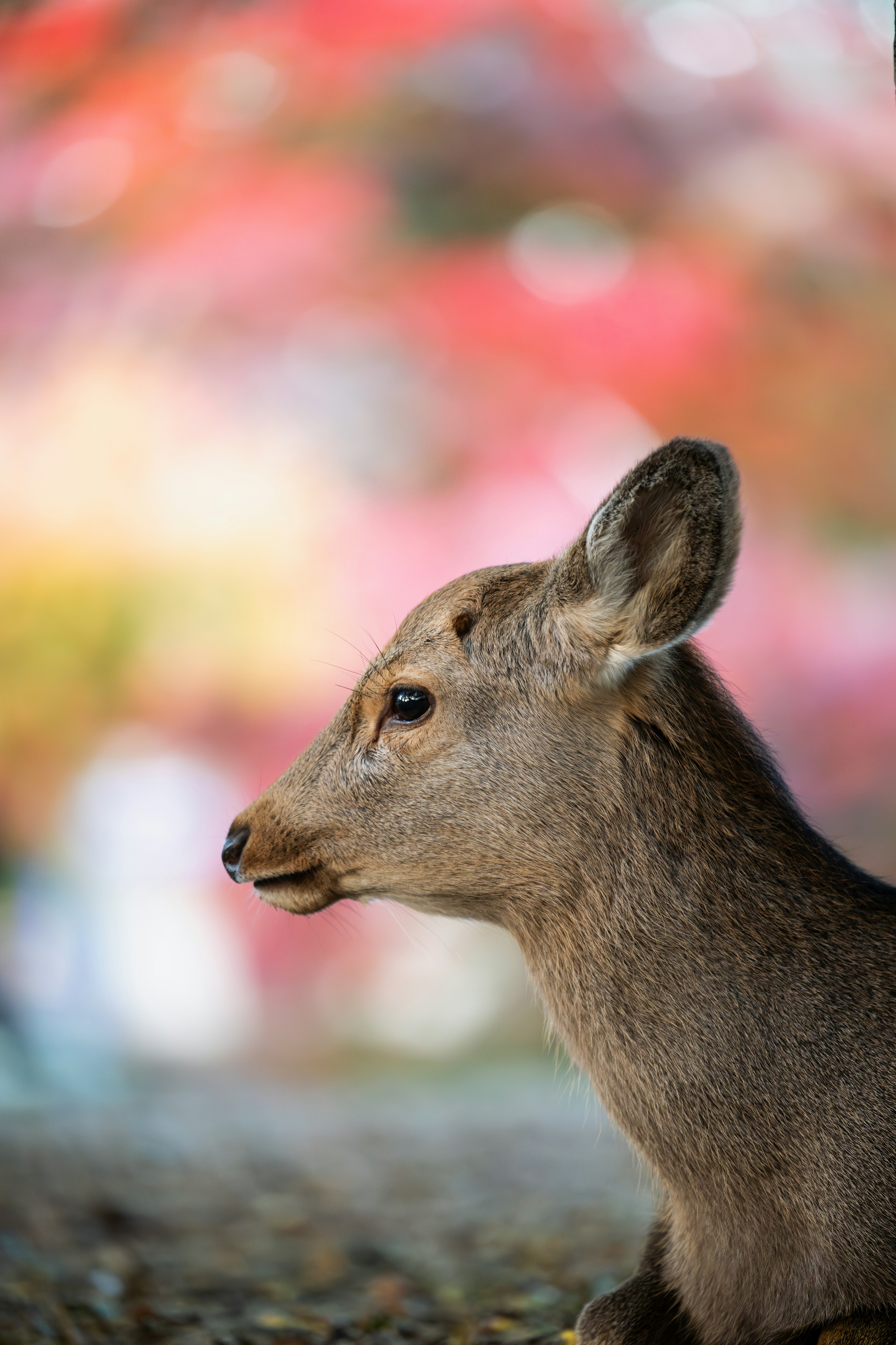 紅葉の背景を持つ小さな鹿の横顔