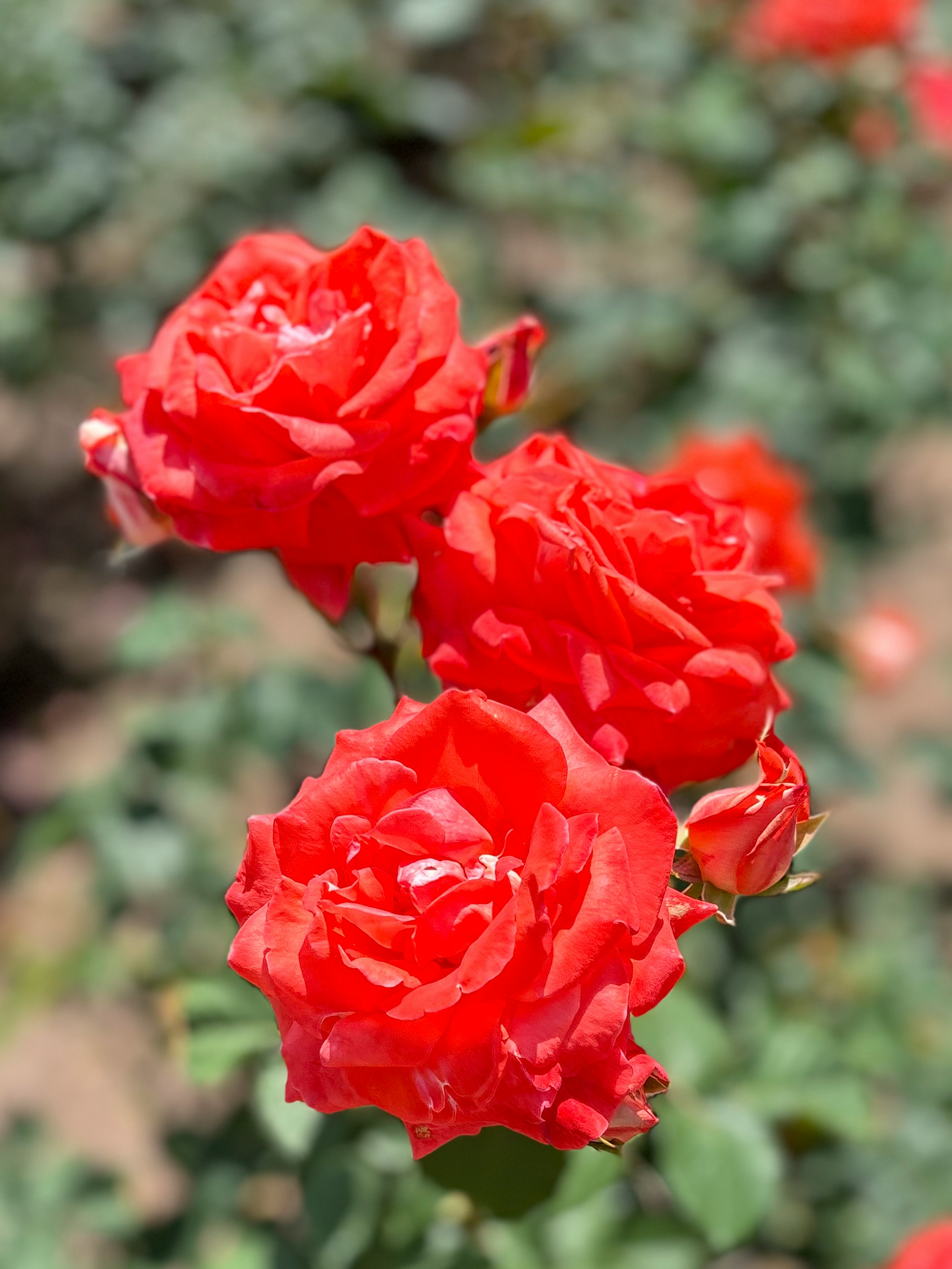 Lebendige rote Rosen blühen in einem Garten