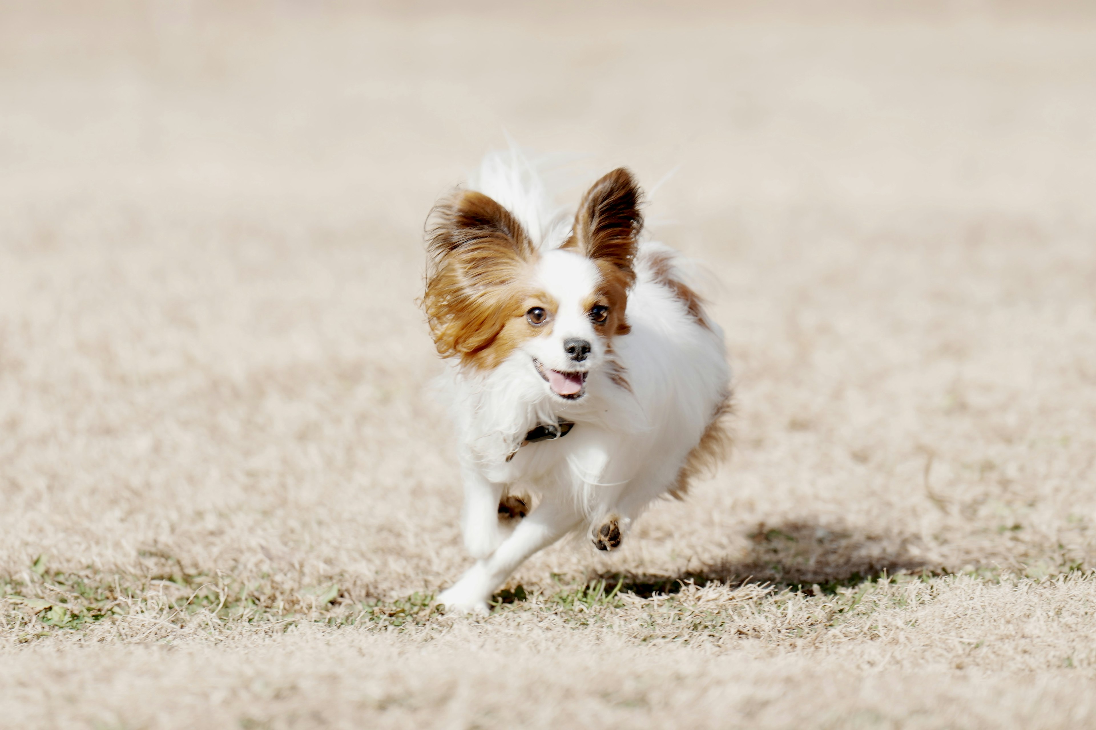 A small dog with white and brown fur running on grass