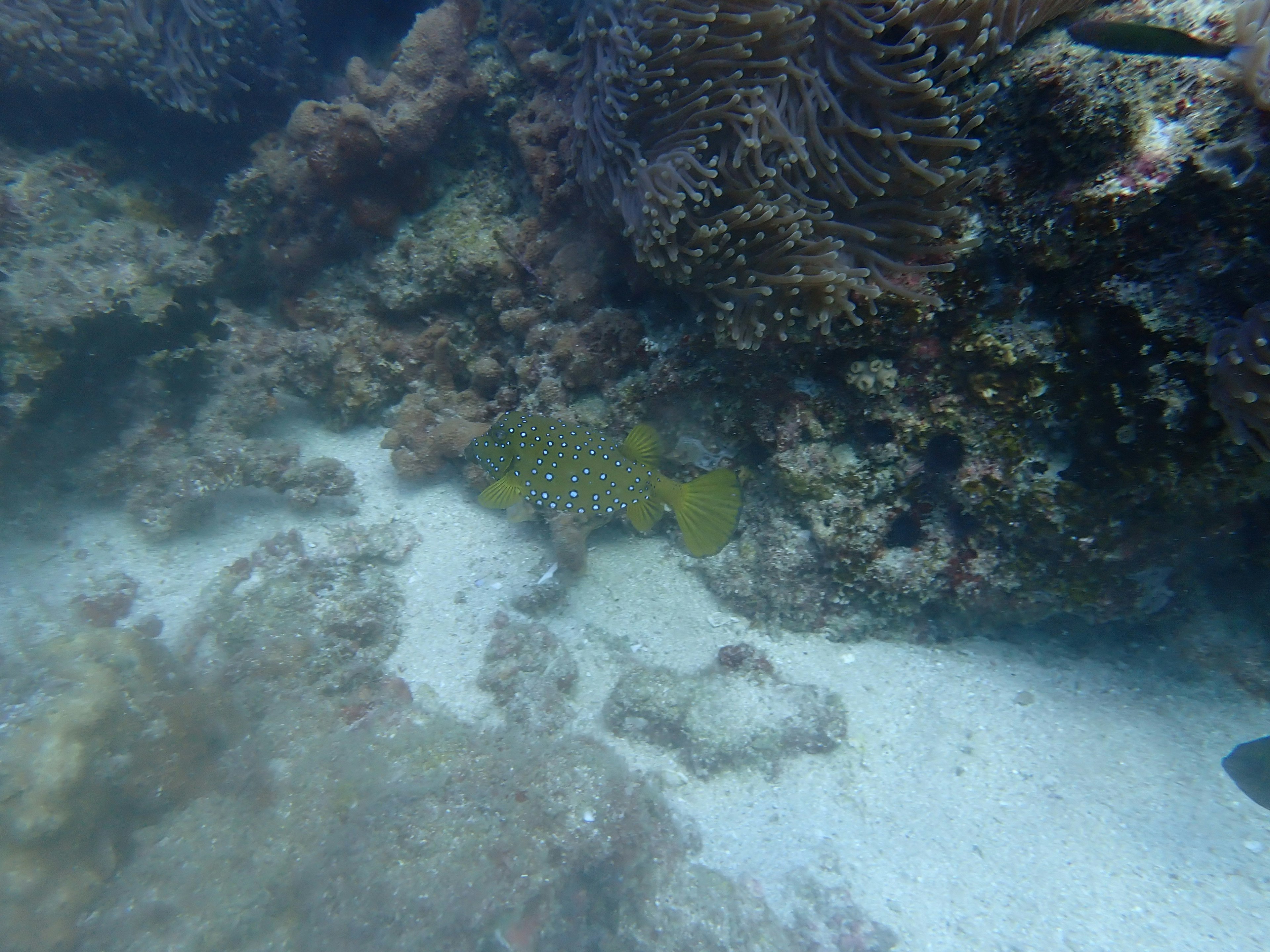 Yellow fish hiding among coral reefs on the ocean floor