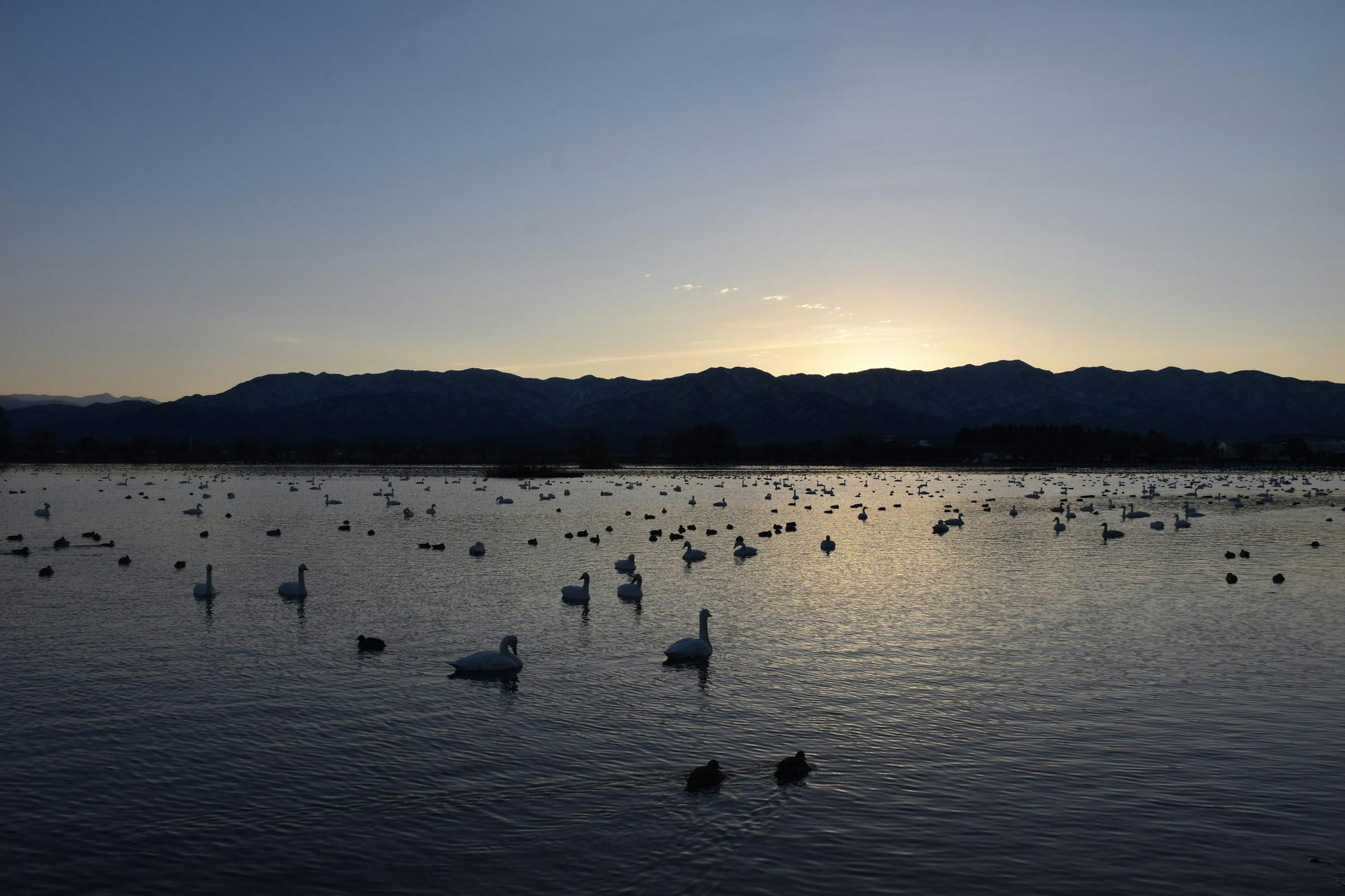 Cisnes y patos flotando en un lago al atardecer