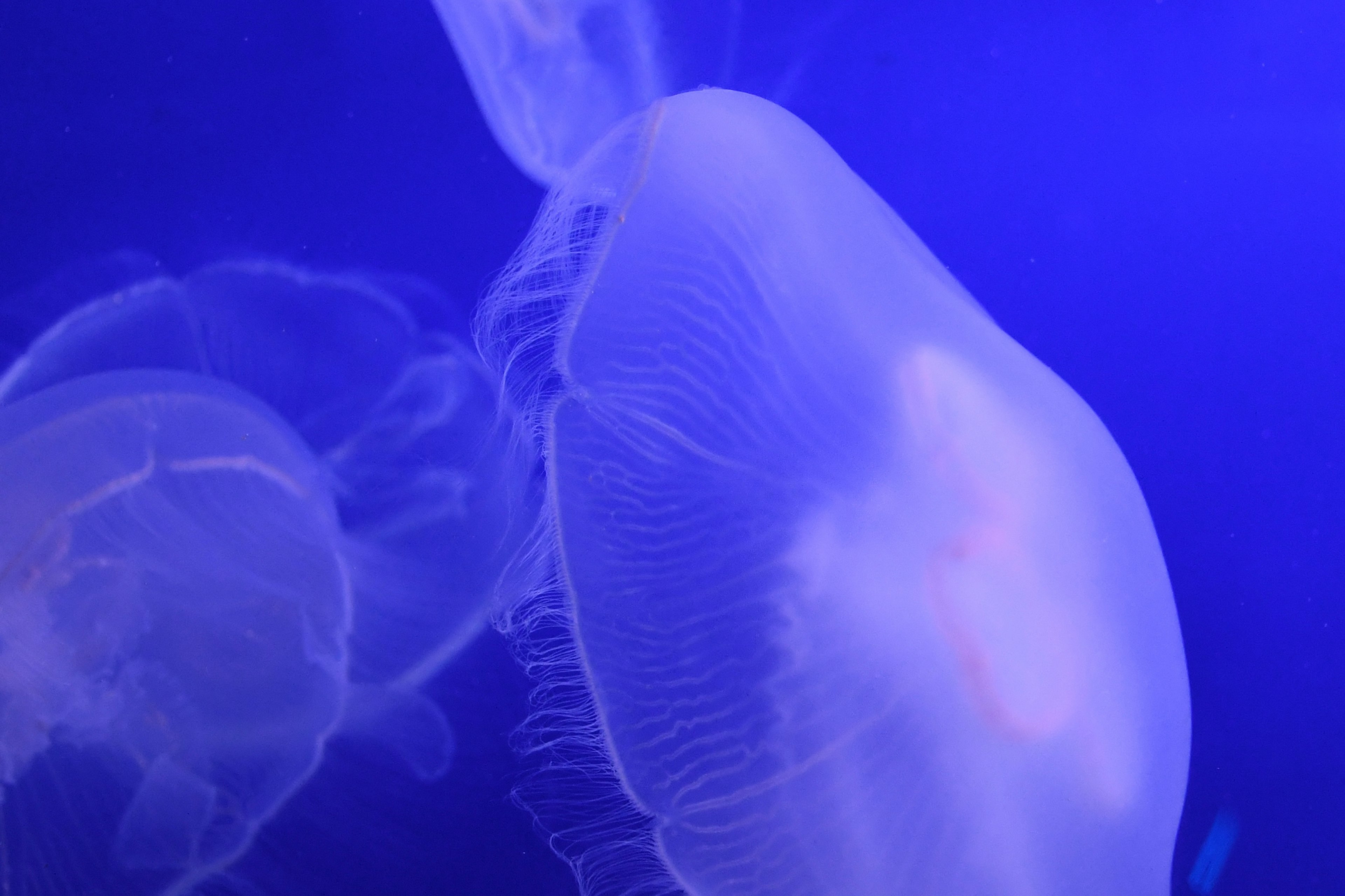 Close-up of a translucent jellyfish against a blue background