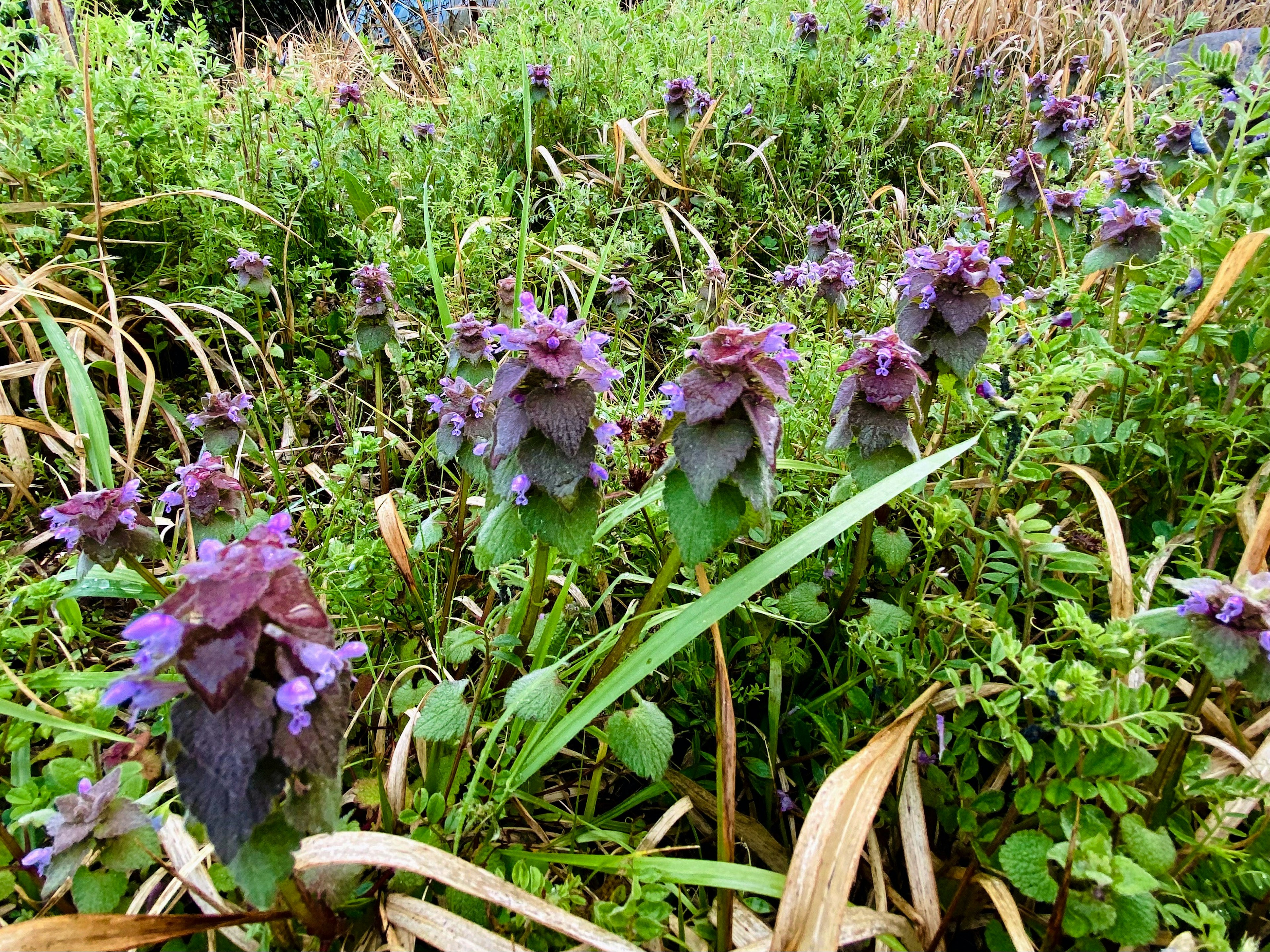 Grupo de flores moradas entre la hierba verde