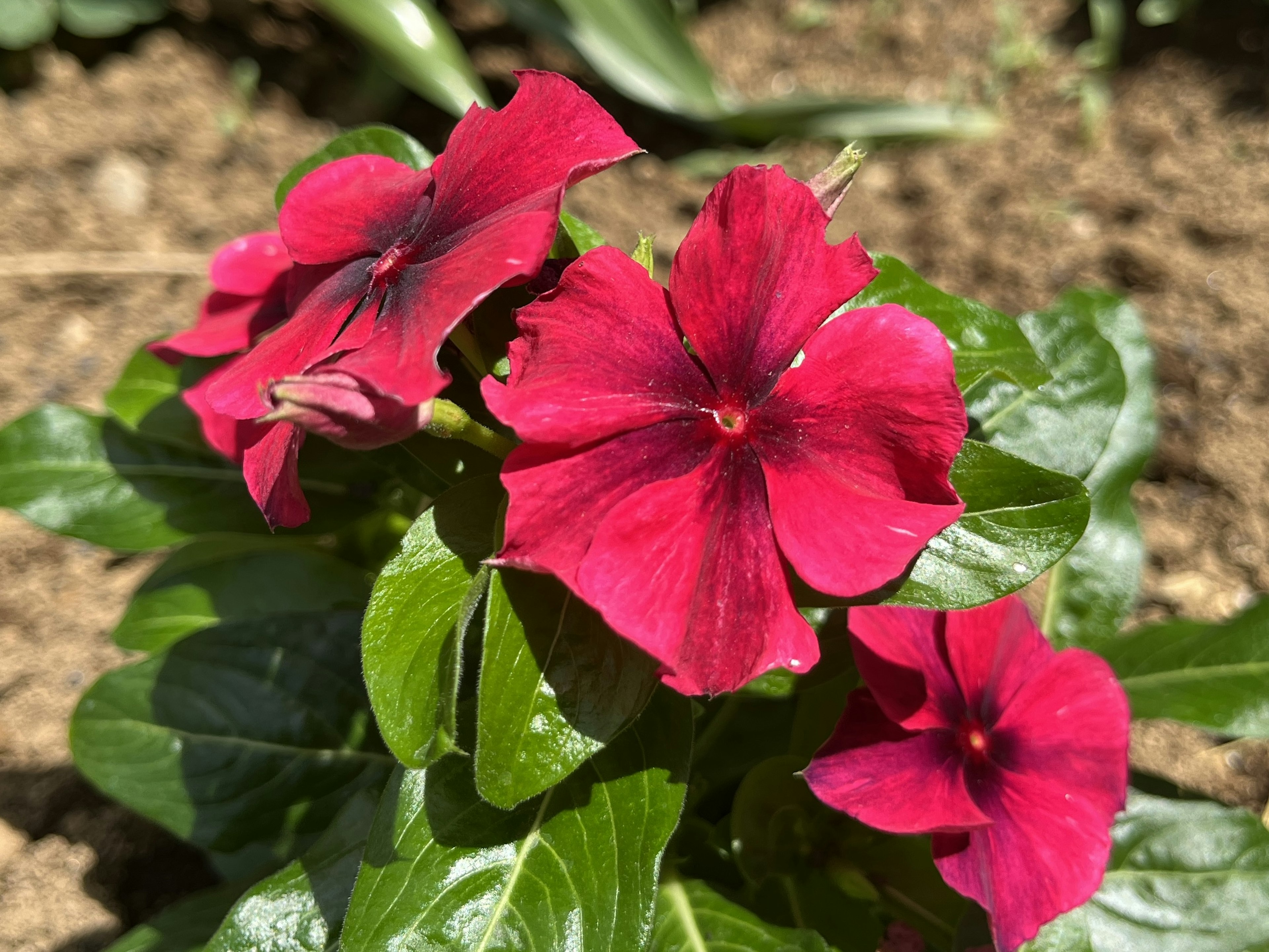 鮮やかな赤い花と緑の葉を持つビンカの植物