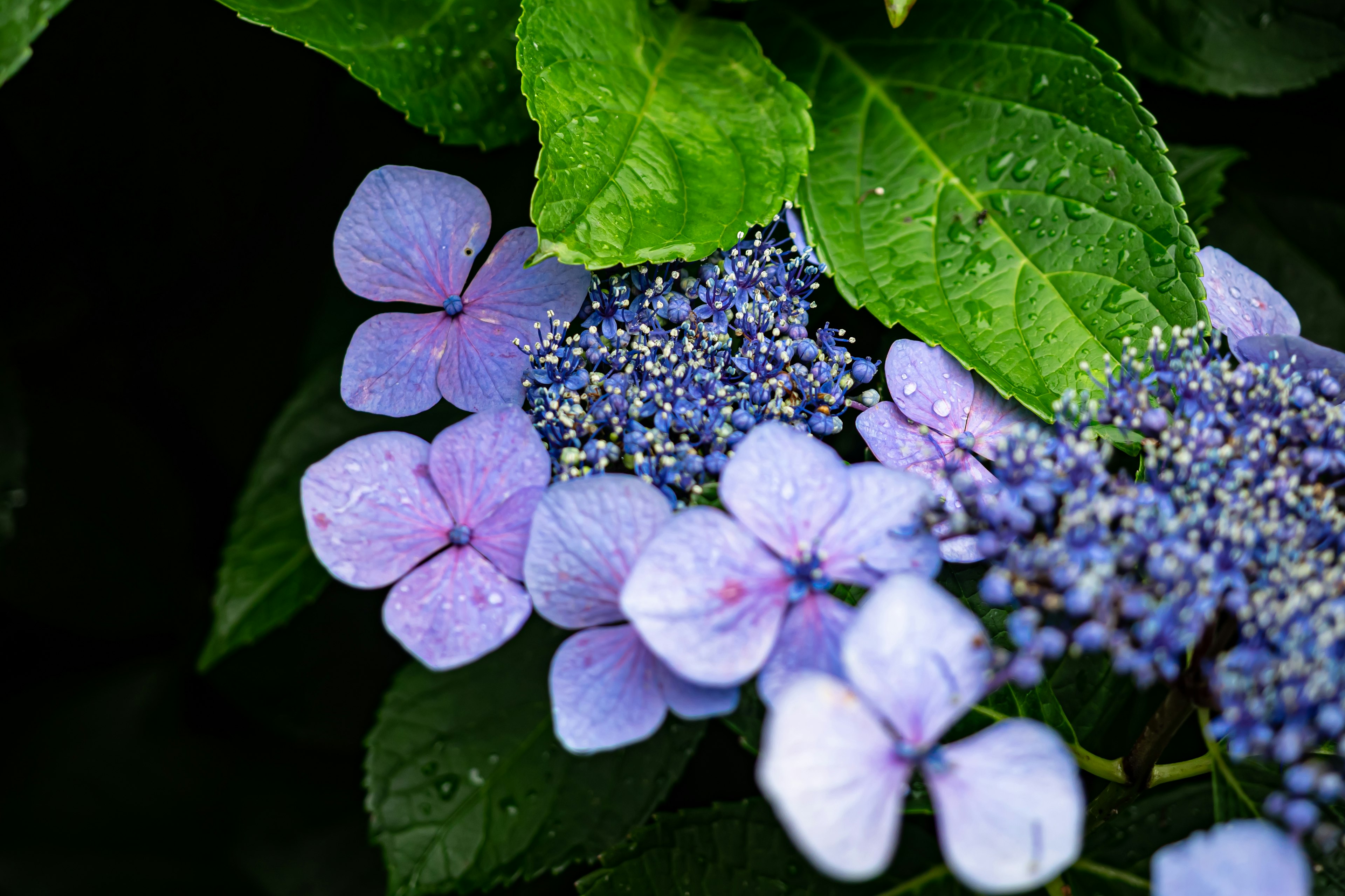 Close-up of beautiful hydrangea flowers in shades of blue and purple surrounded by green leaves