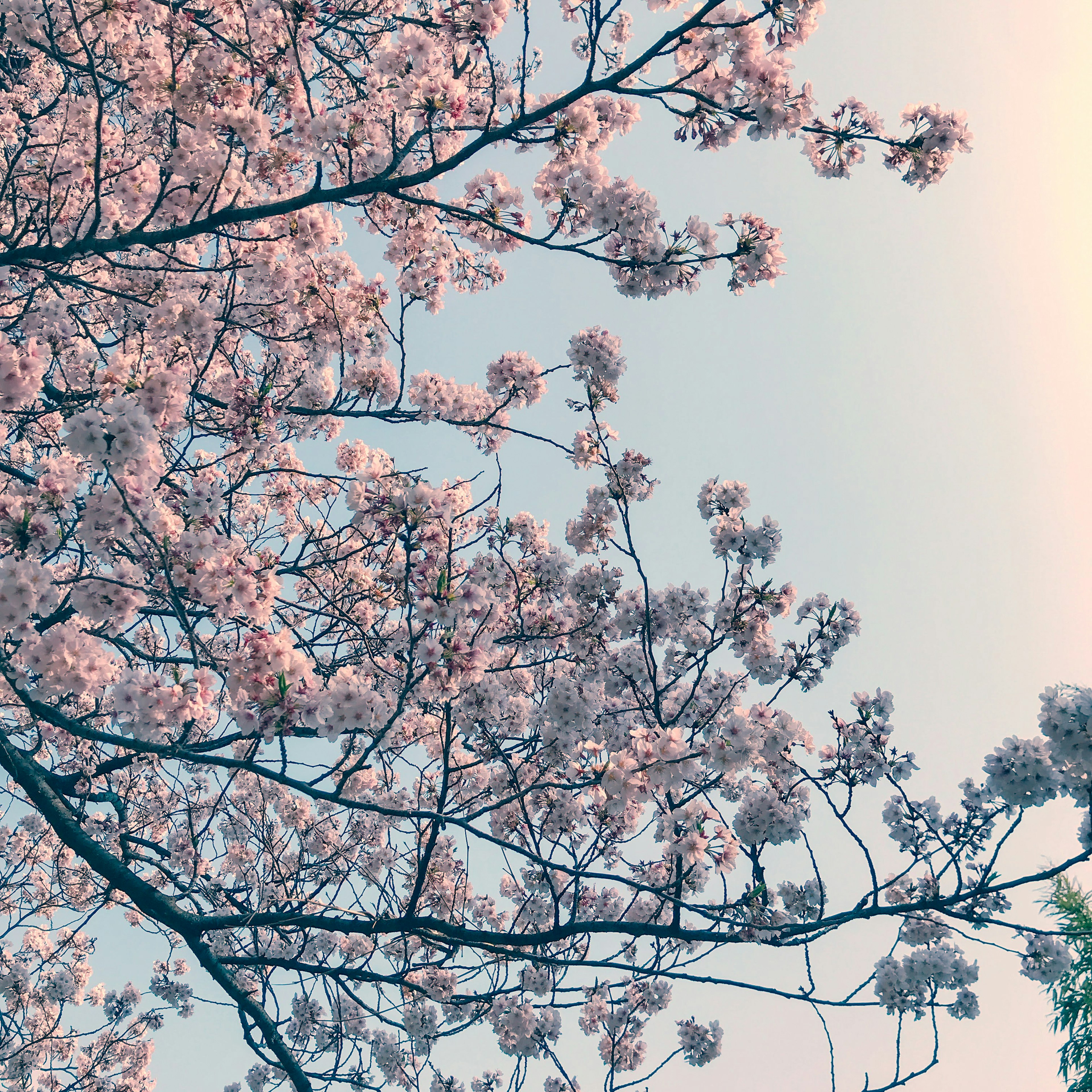 Close-up of cherry blossom branches in bloom