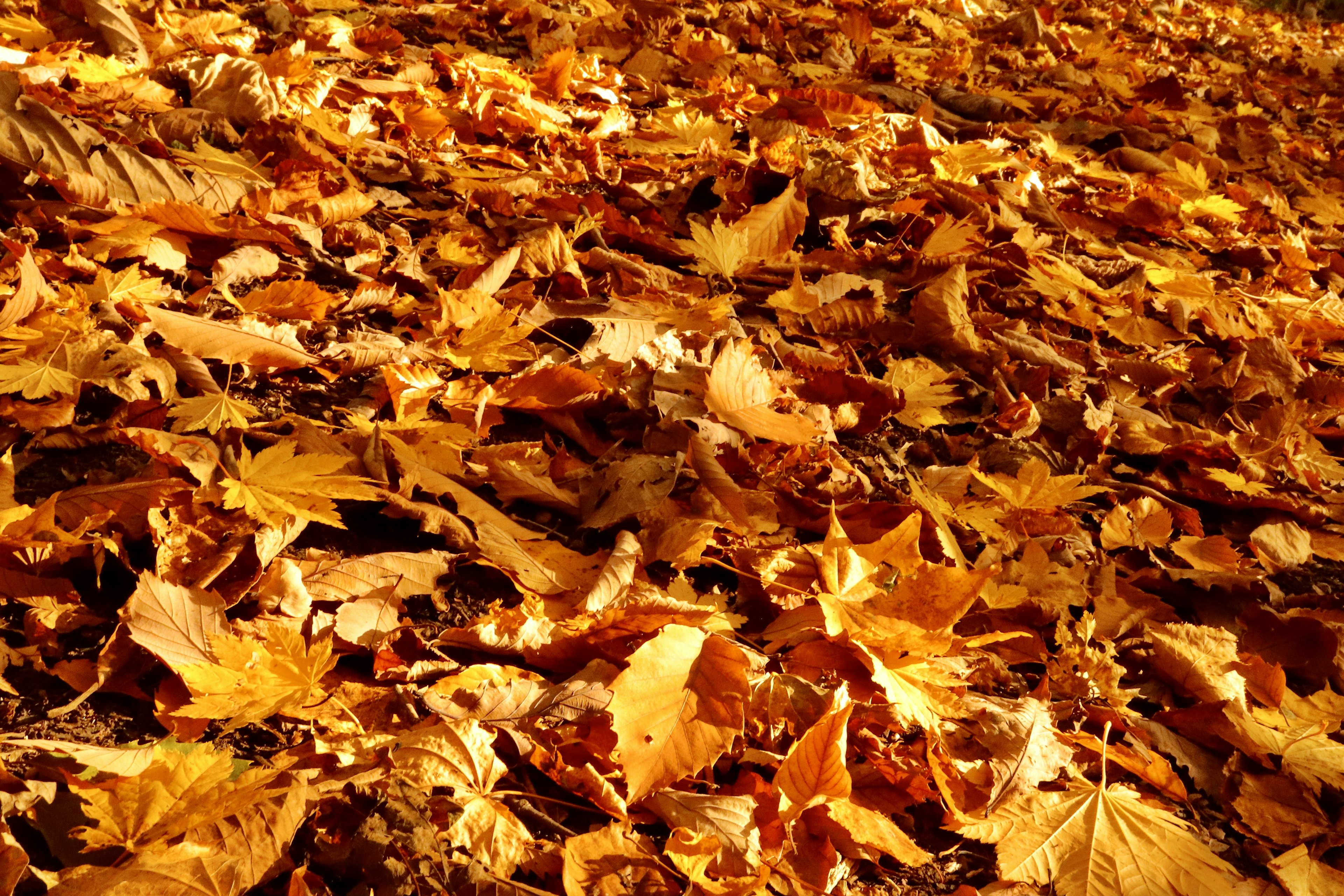 Ground covered with autumn leaves in shades of orange and yellow