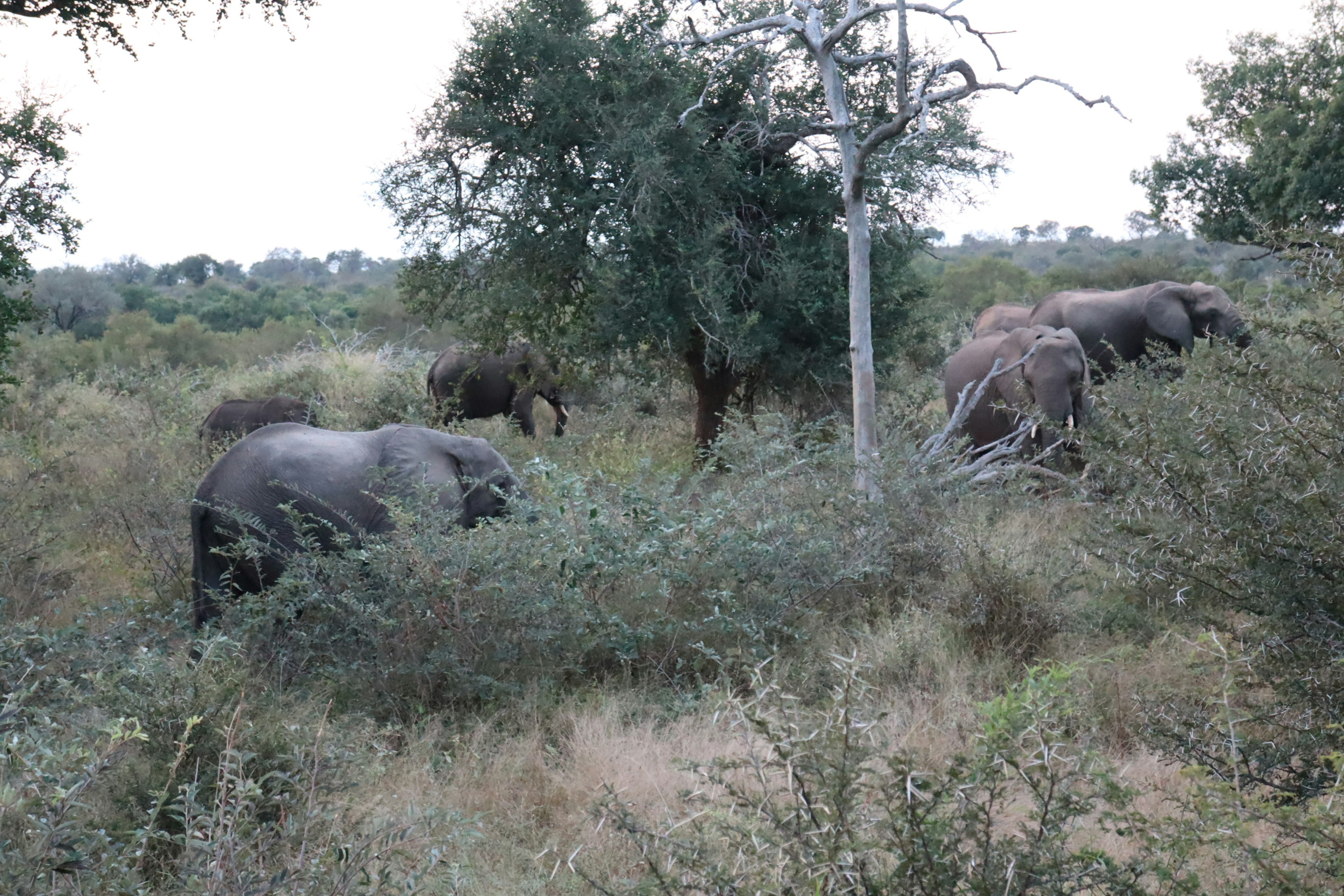 Mandria di elefanti africani che camminano tra l'erba alta e i cespugli