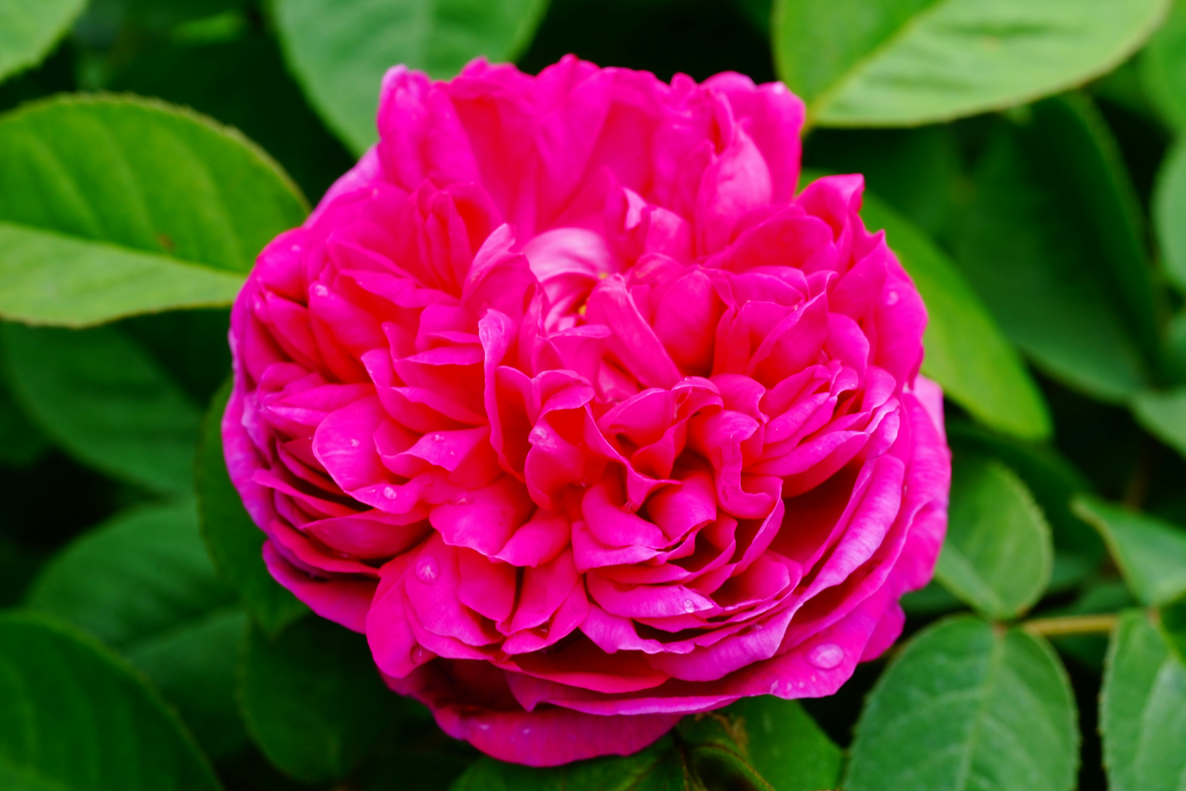 Eine lebendige pinke Rose umgeben von grünen Blättern