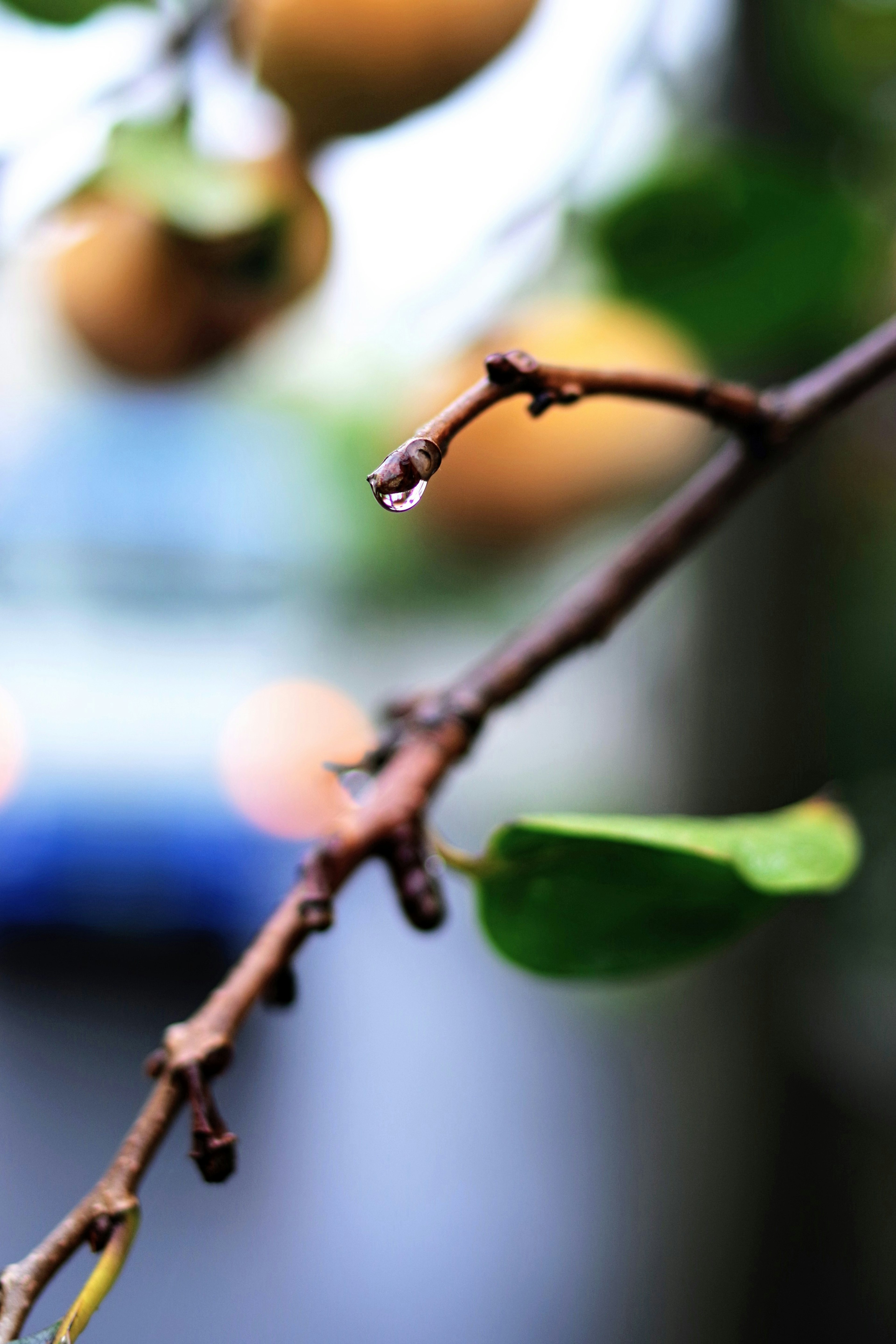 雨滴がついた枝と緑の葉がある背景にぼんやりした果実