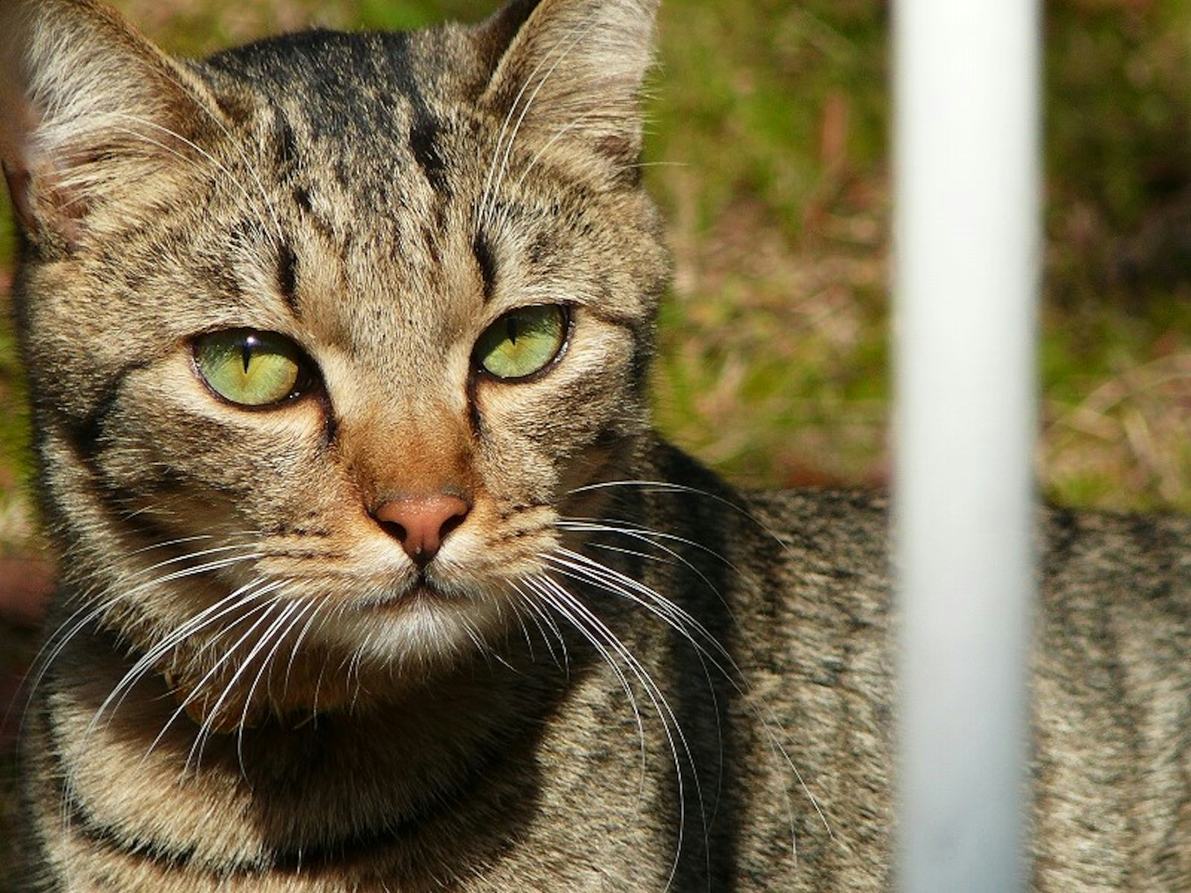 Seekor kucing belang cokelat dengan mata hijau sedang menatap dekat