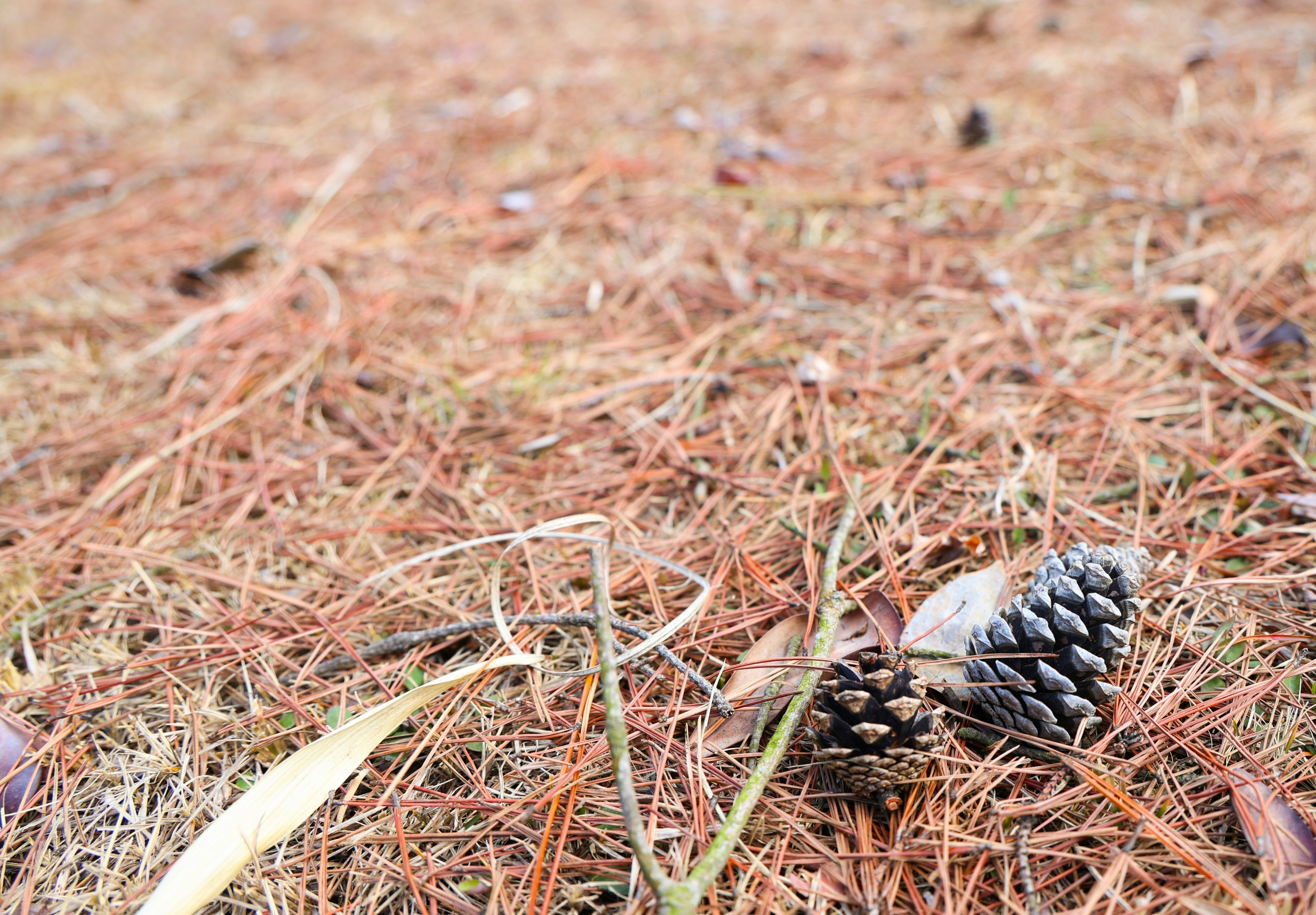 A pine cone resting on a bed of fallen pine needles