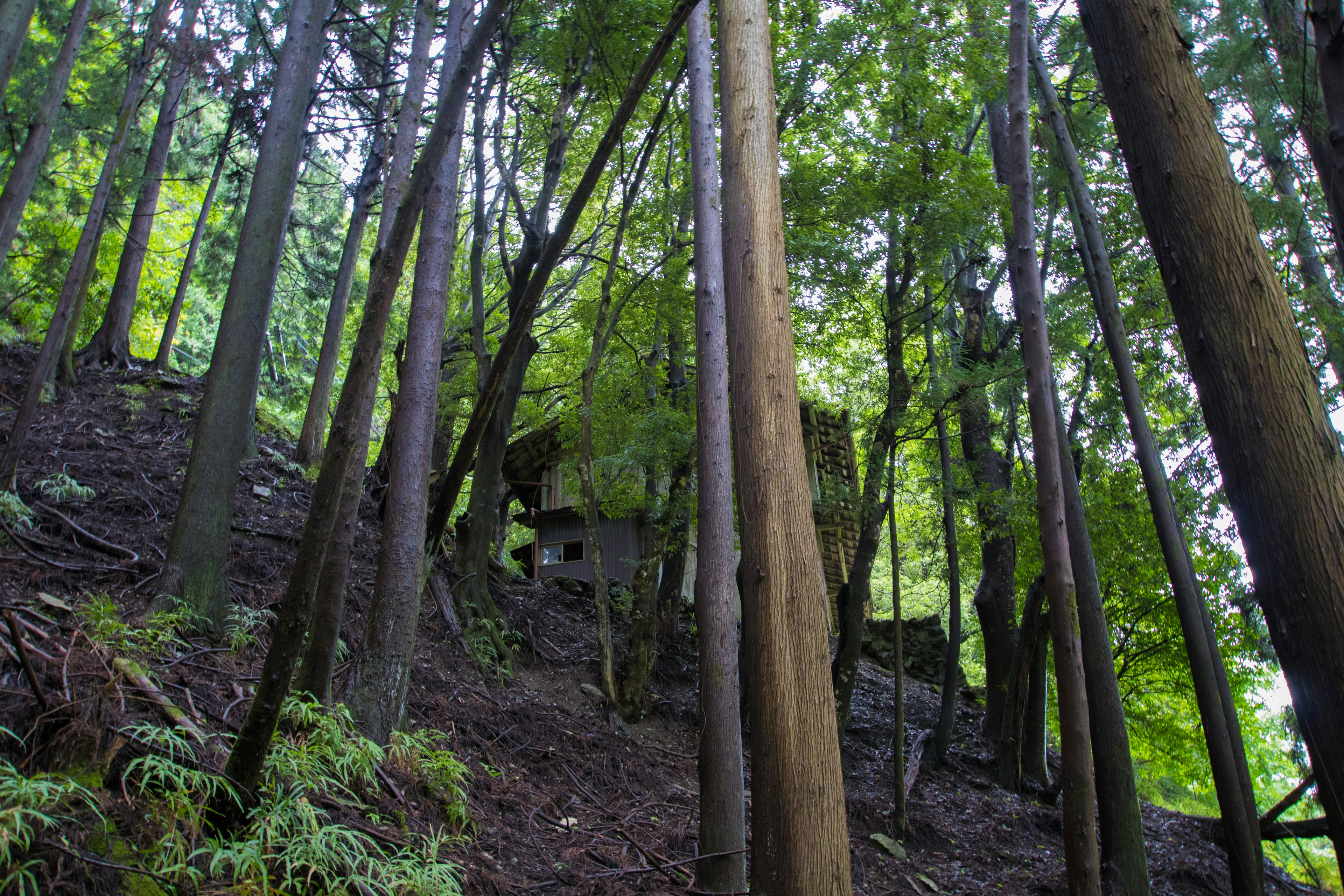 Hohe Bäume in einem üppigen grünen Wald mit einer versteckten Hütte zwischen Felsen