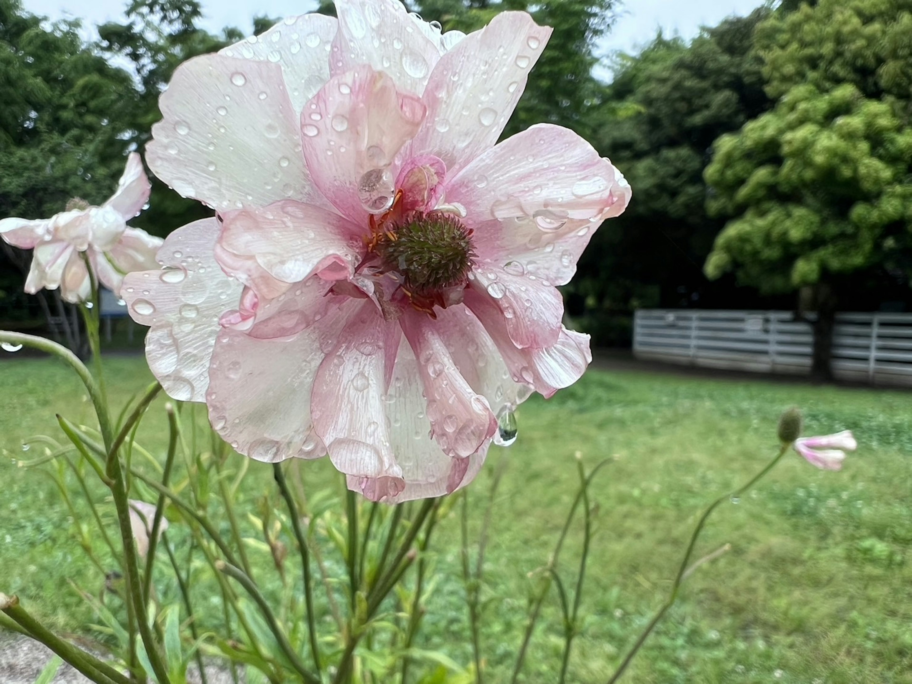 淡いピンクの花びらに水滴がついた花と緑の背景