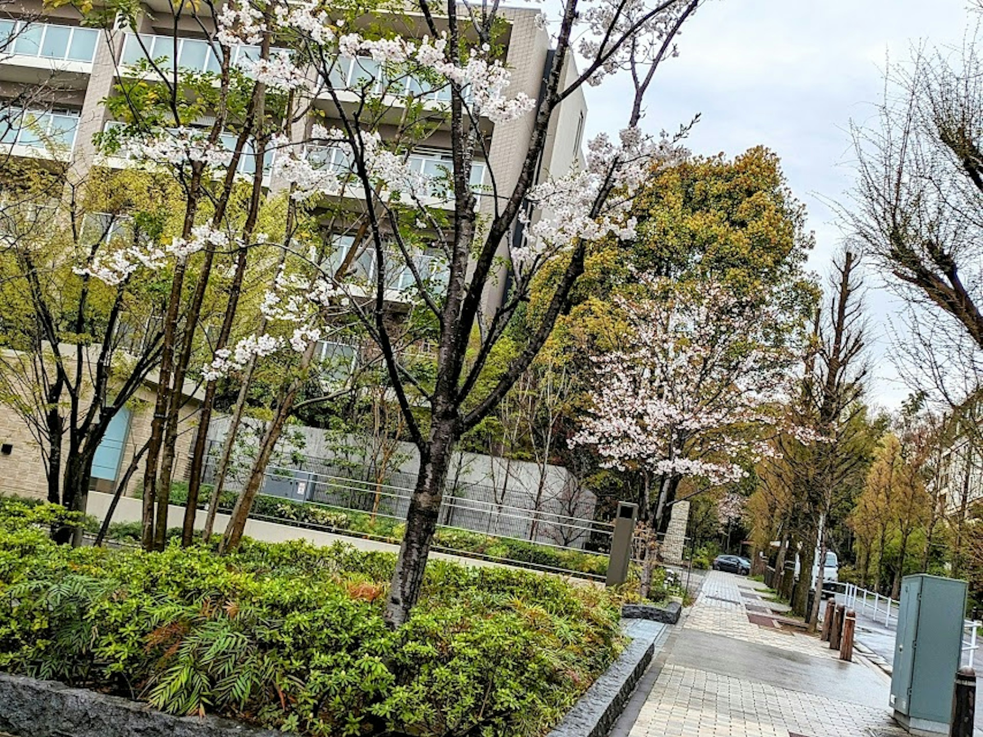 Urban street view with cherry blossom trees in bloom