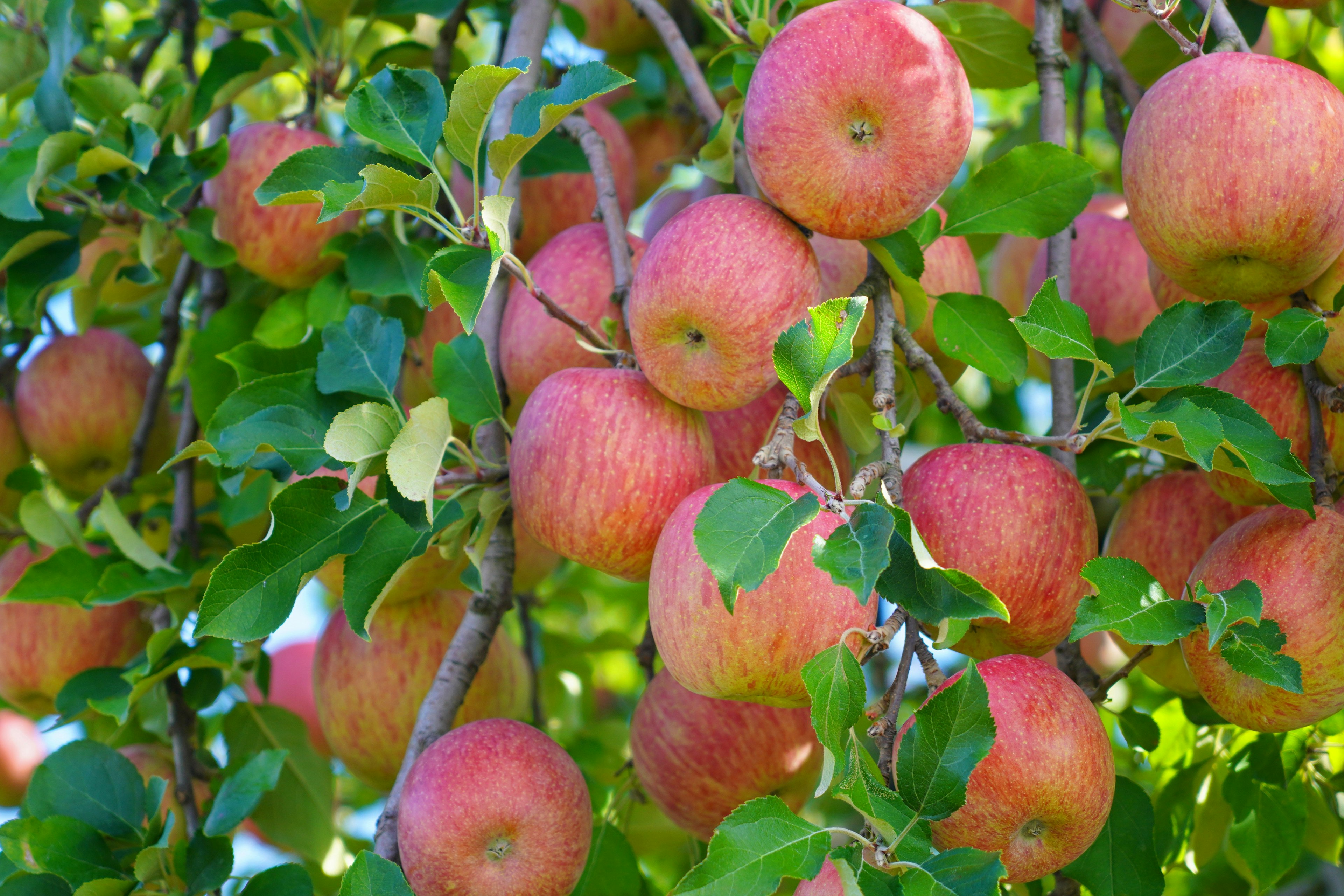 Ramas de un manzano cargadas de manzanas rojas maduras