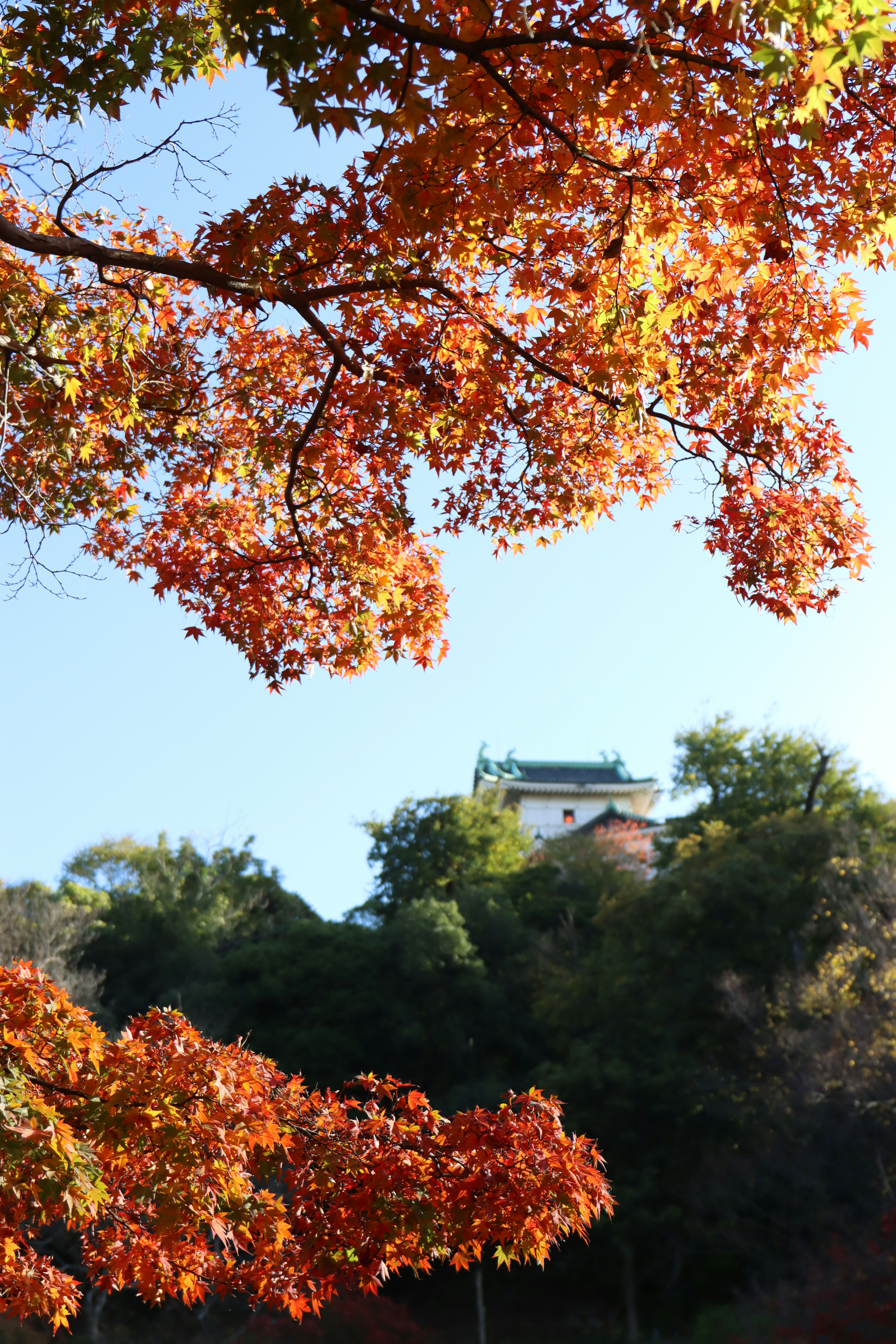 Vue pittoresque de feuillage d'automne avec un château en arrière-plan