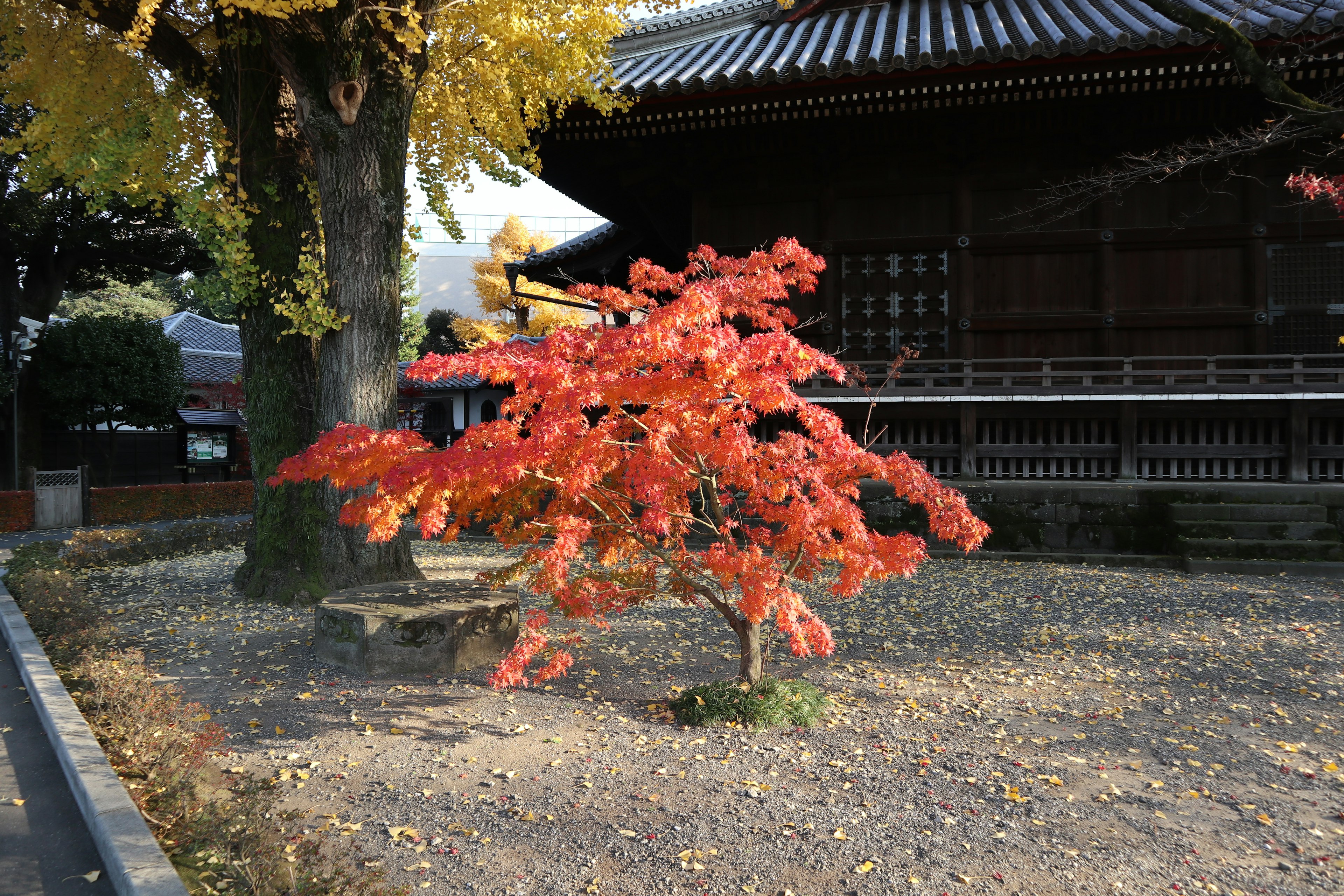 Ein kleiner Baum mit roten Blättern im Herbst mit einem traditionellen Gebäude im Hintergrund