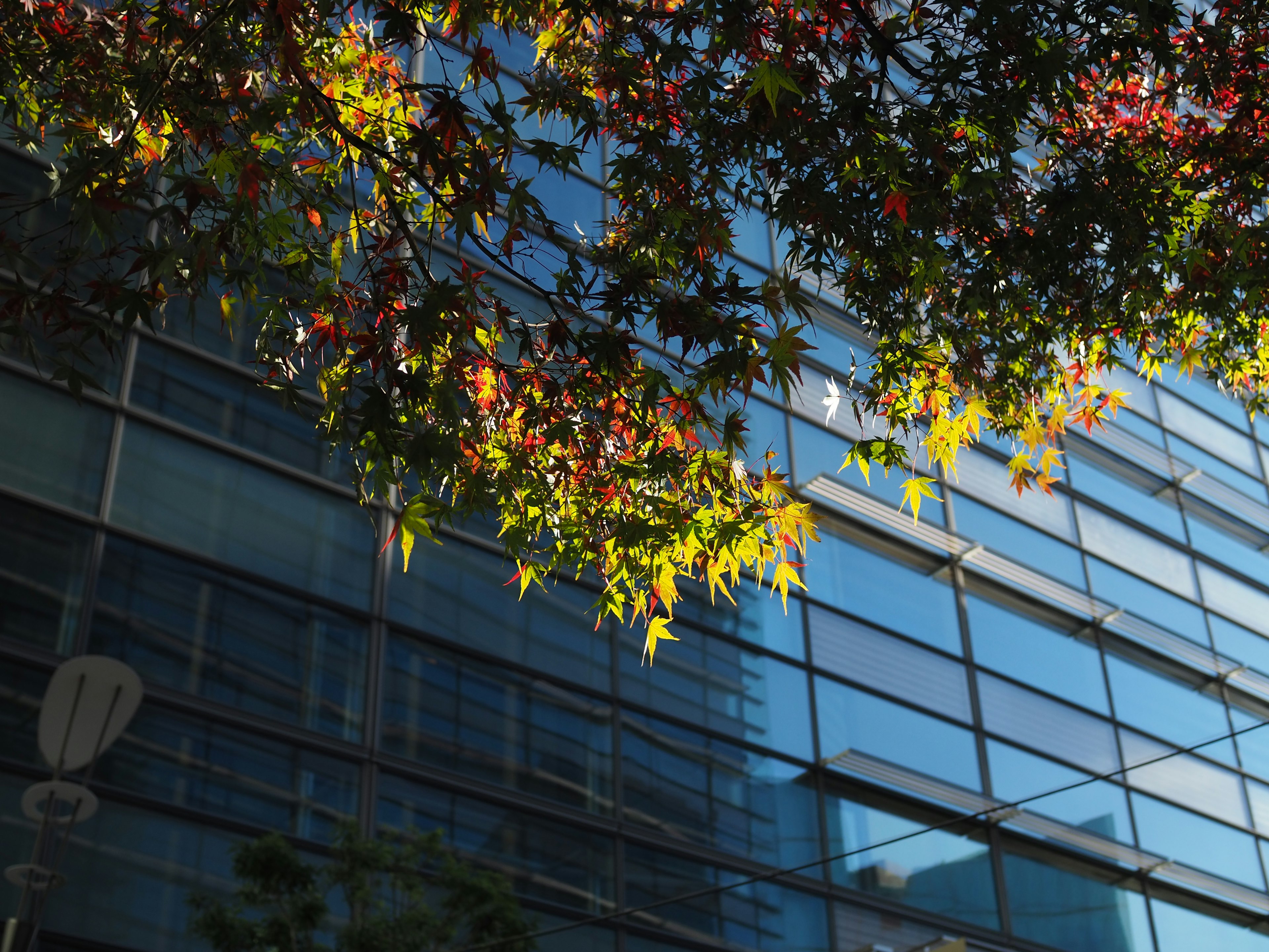 Hojas de otoño coloridas cerca de un edificio de vidrio