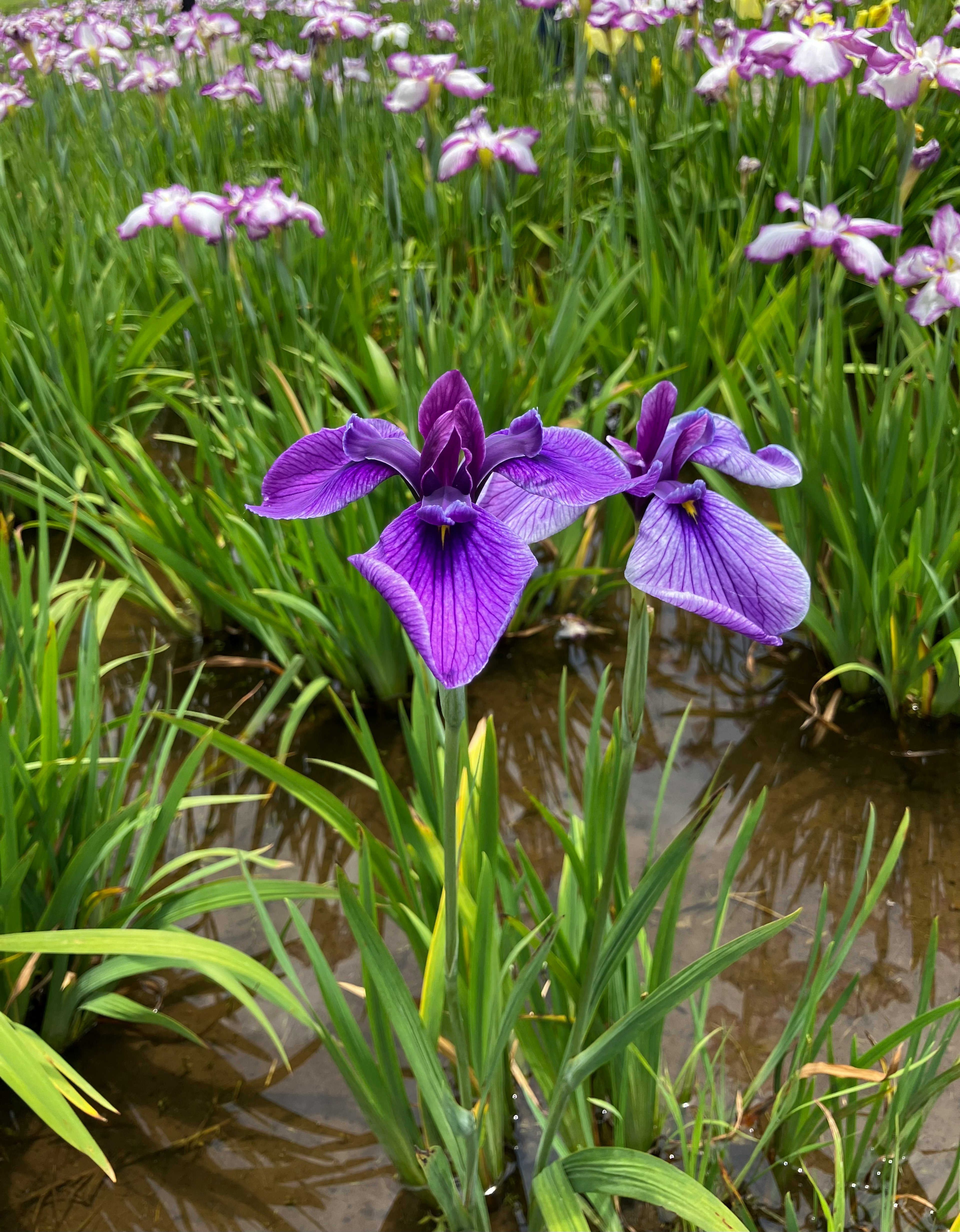 Flores moradas floreciendo en un paisaje de humedal