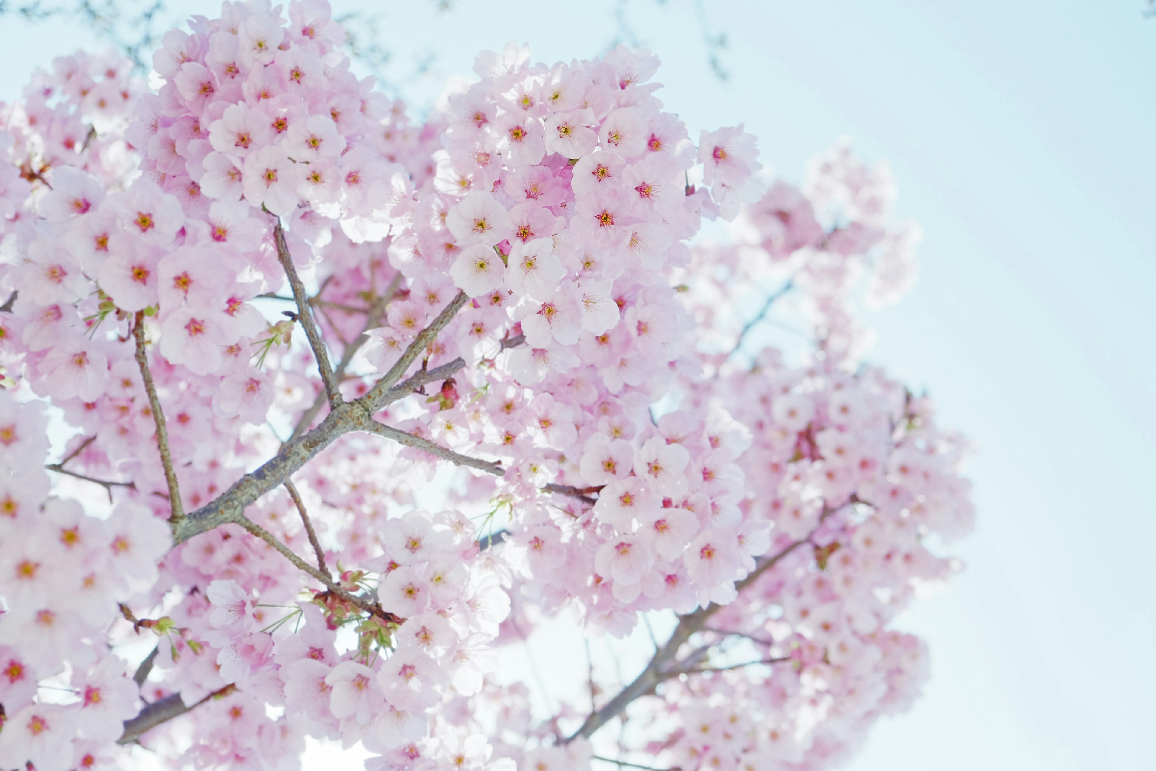 Bunga sakura mekar di bawah langit biru yang cerah