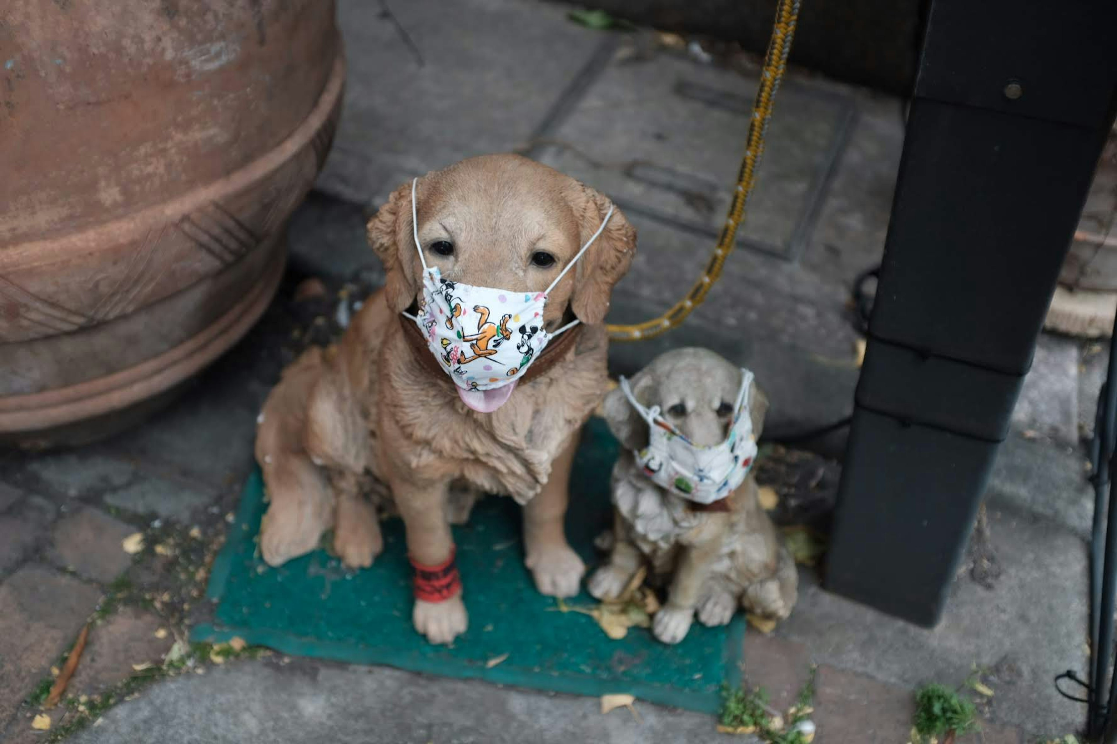 Two dogs wearing masks sitting together