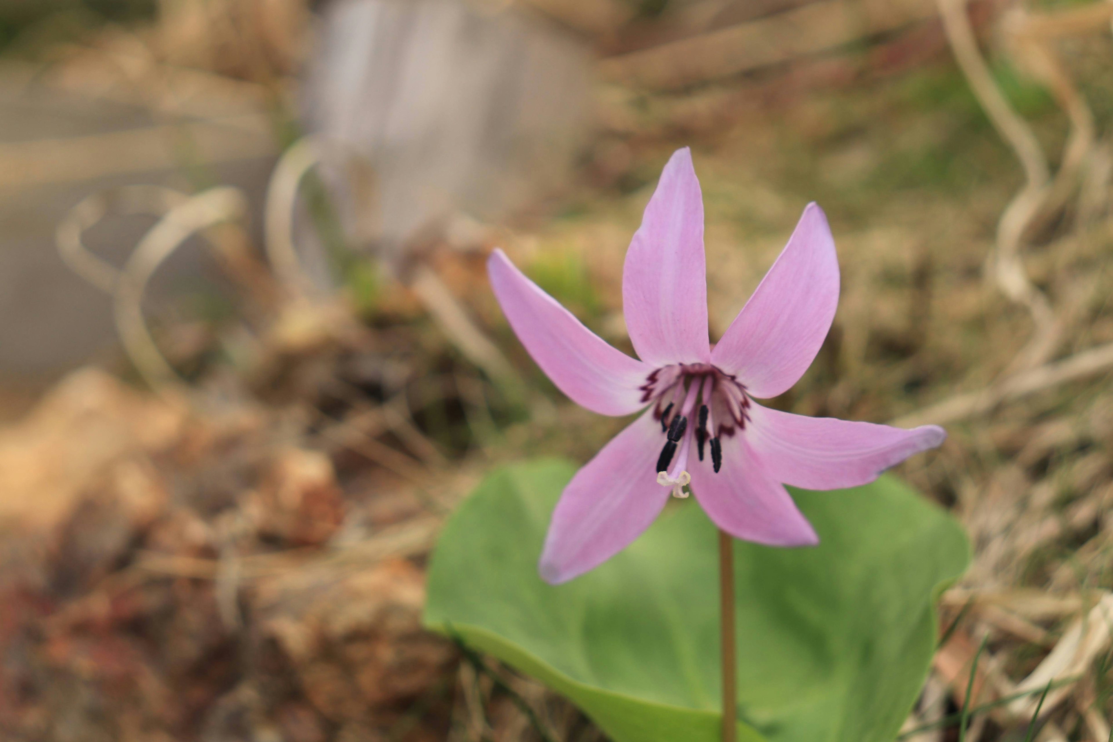 A light purple flower blooming above green leaves