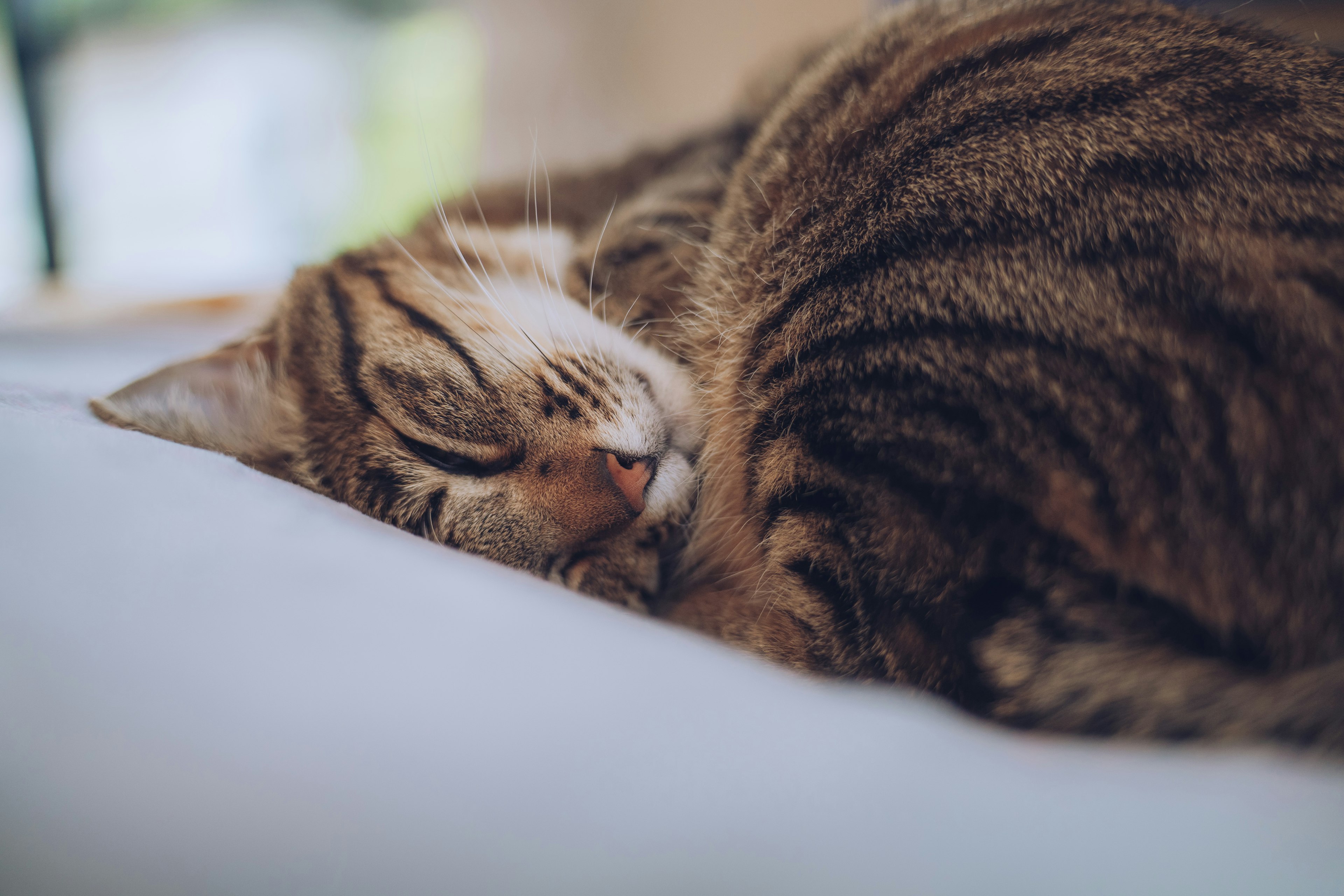 Kedekatan kucing belang cokelat yang sedang tidur