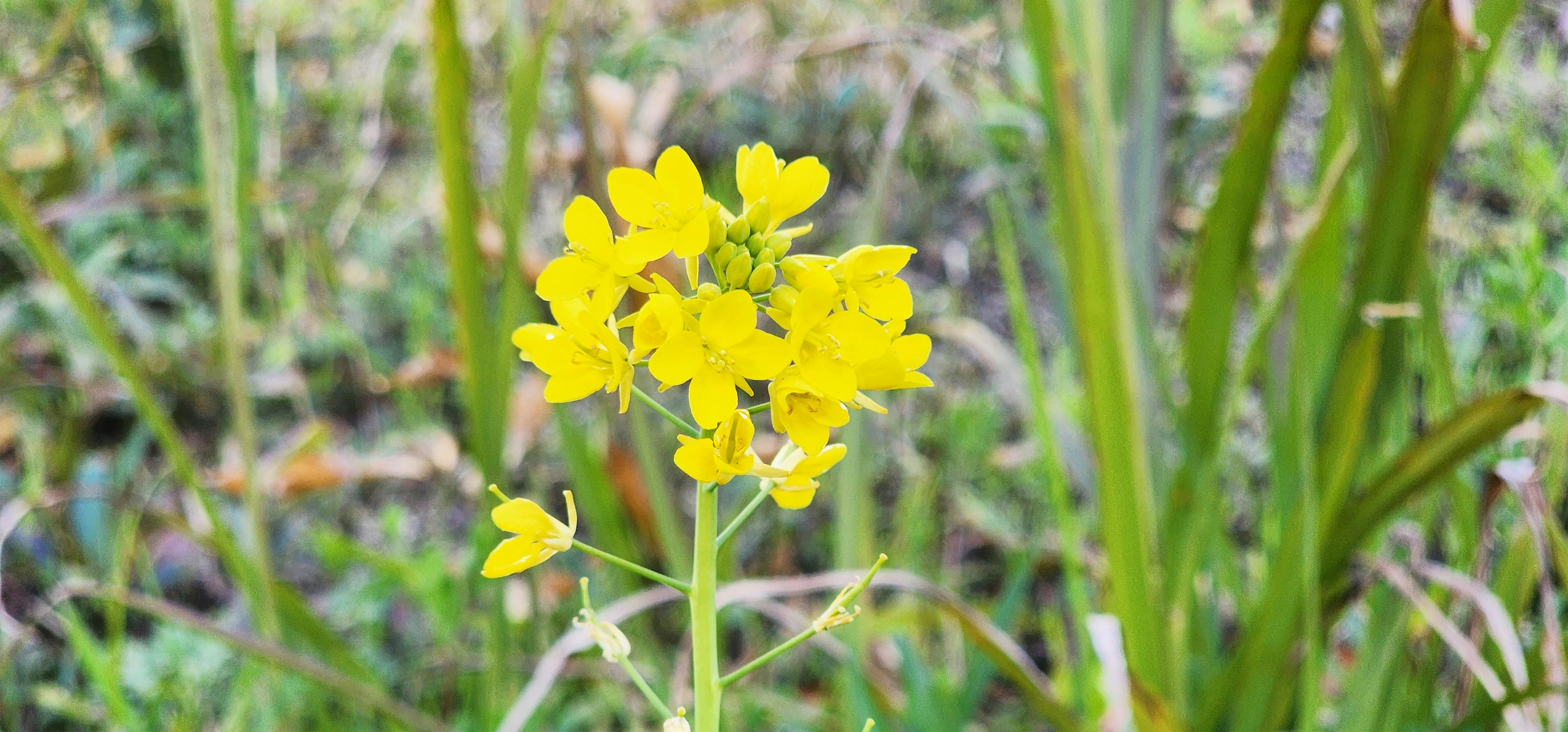 Ein Cluster leuchtend gelber Blumen in einem grasbewachsenen Bereich