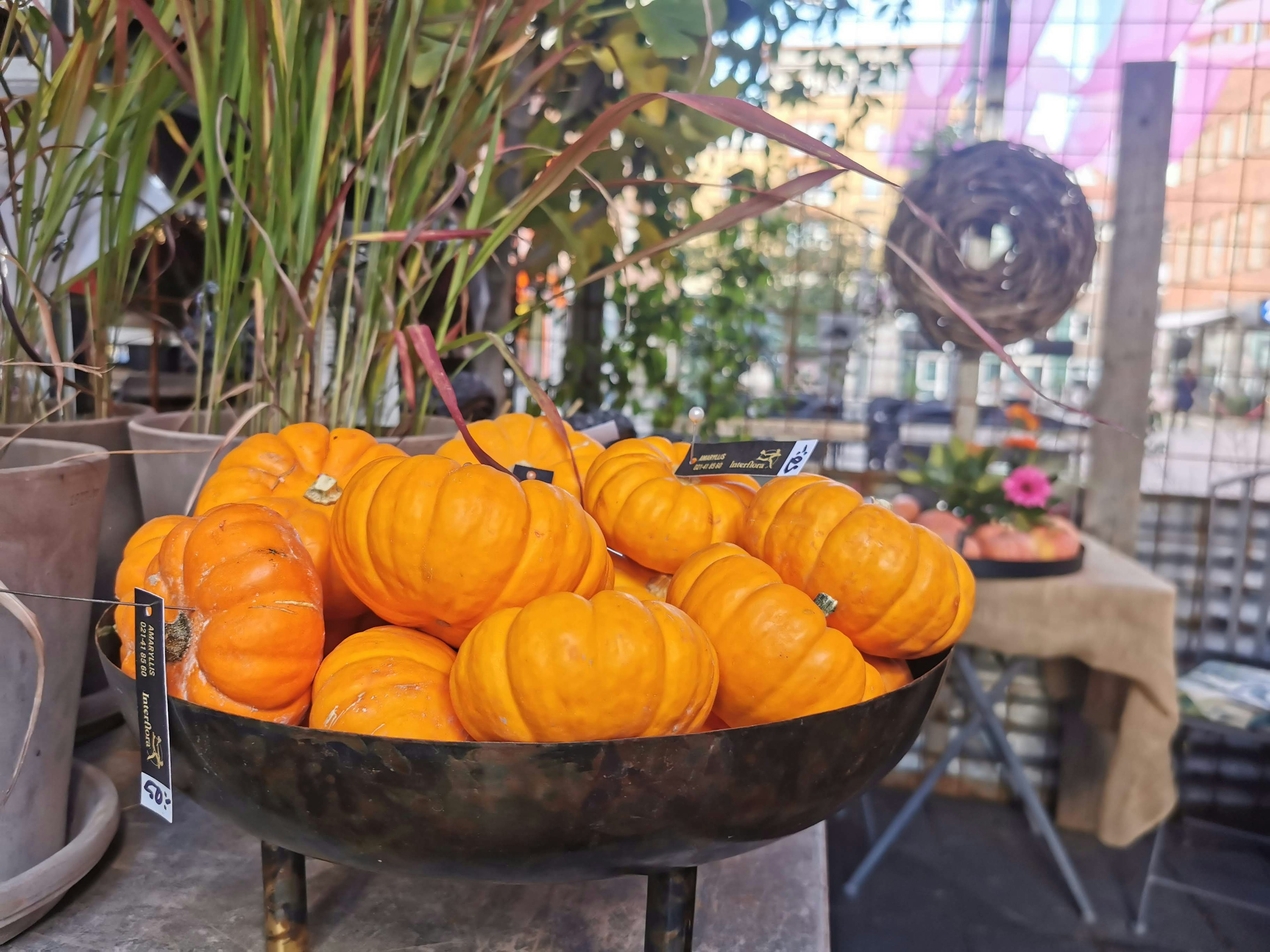 A metal bowl filled with small orange pumpkins