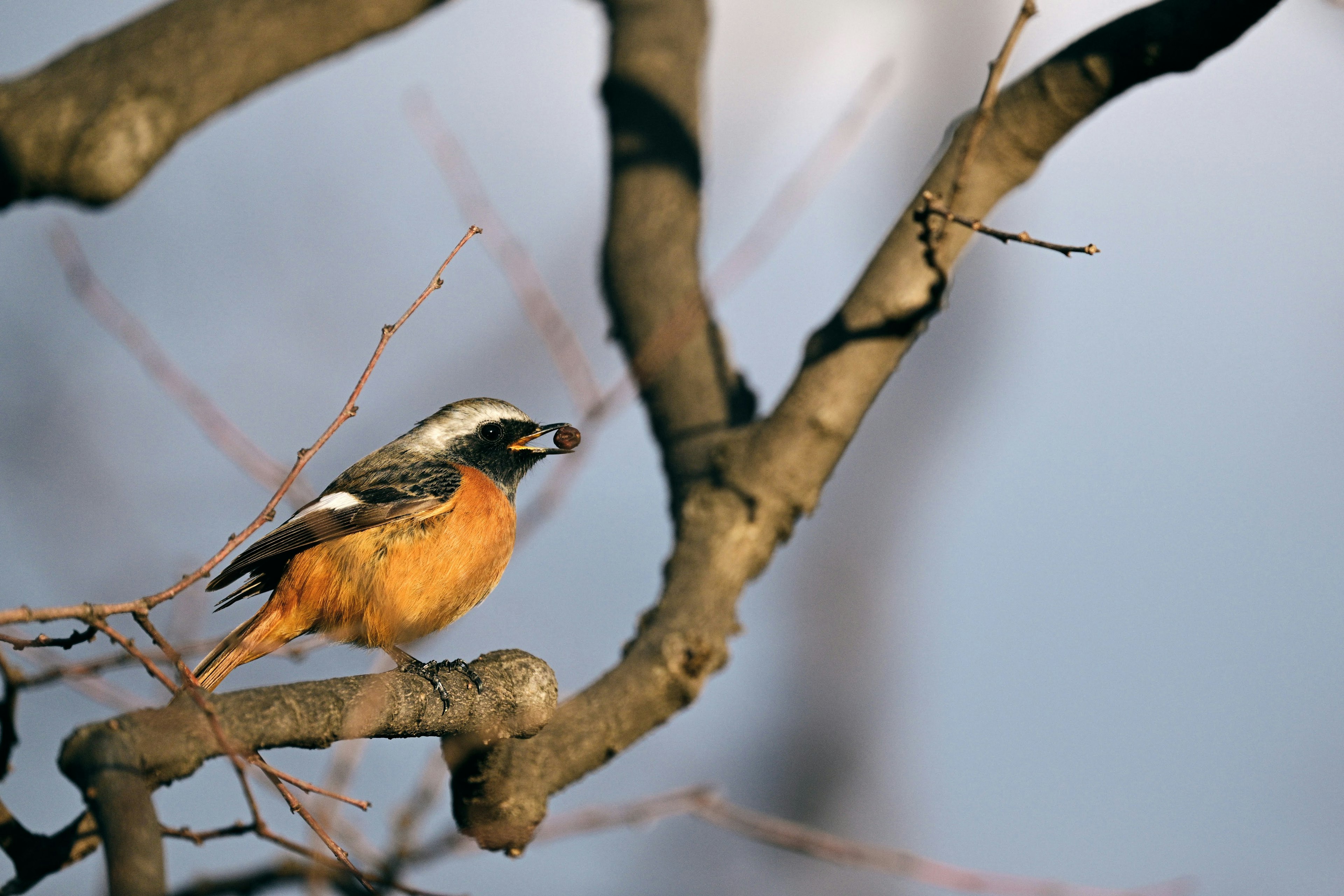 Ein Foto eines orangefarbenen Vogels, der auf einem Baumast sitzt