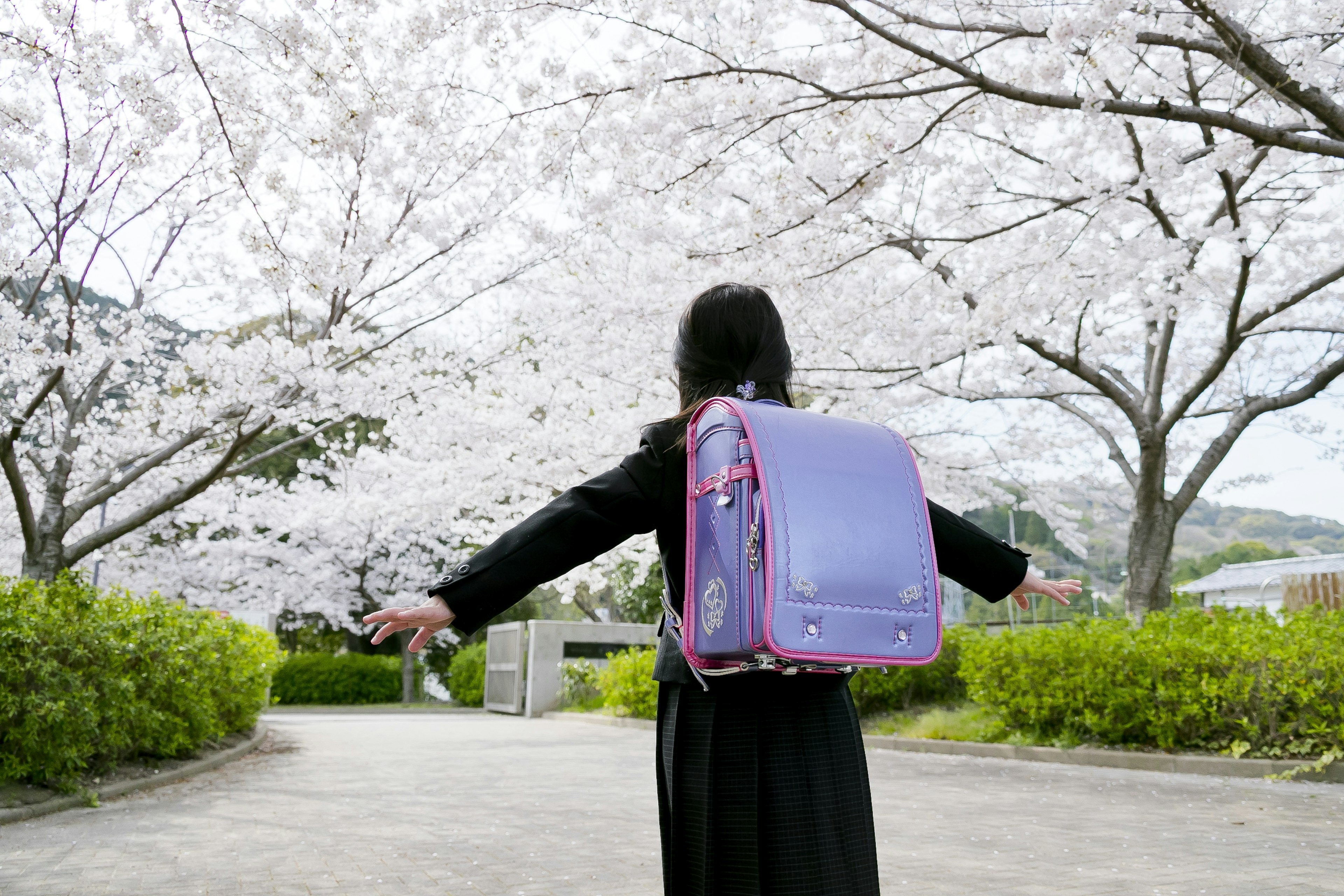 A girl in a black uniform with a purple backpack stands under cherry blossom trees