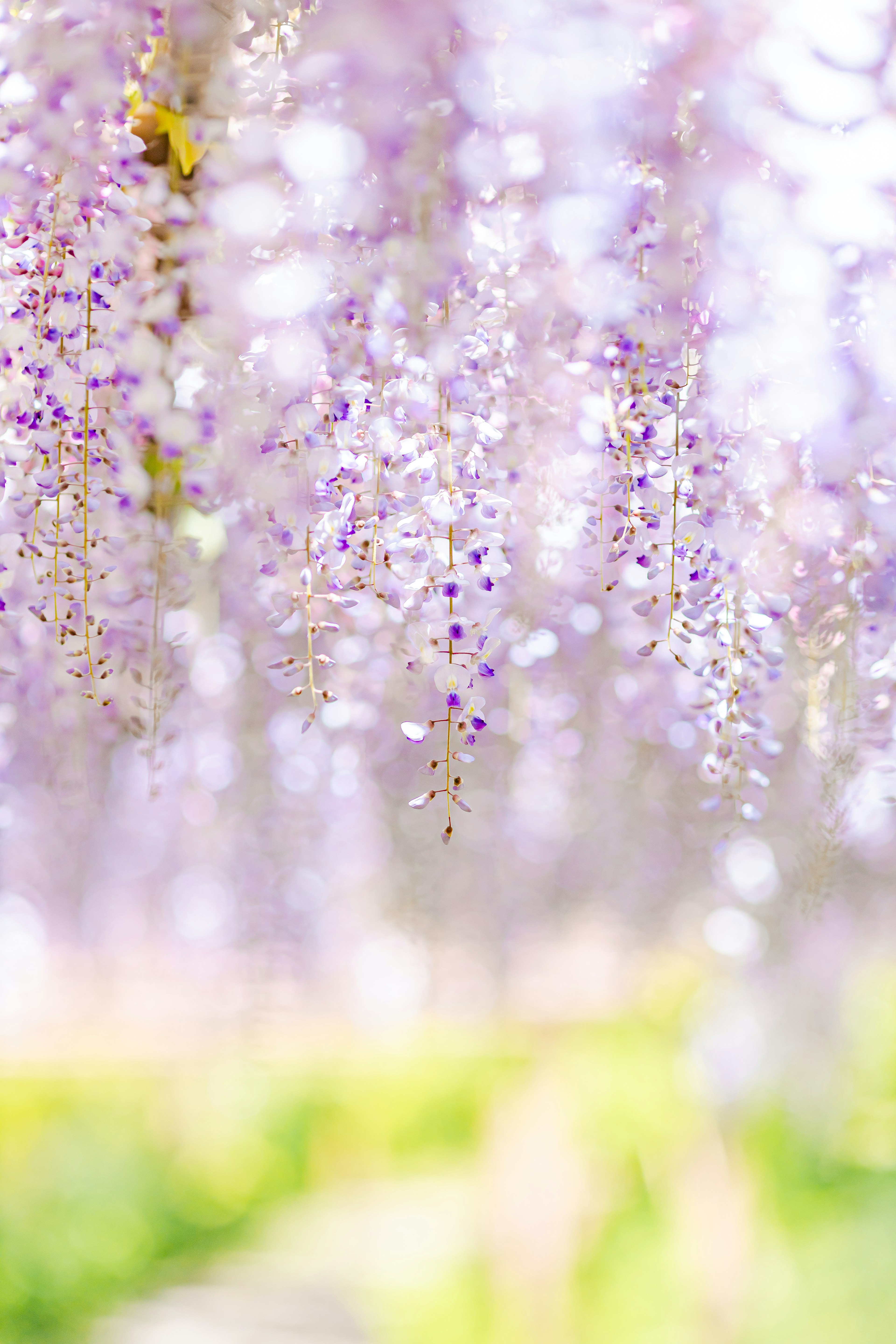 Beautiful scene of wisteria flowers in bloom