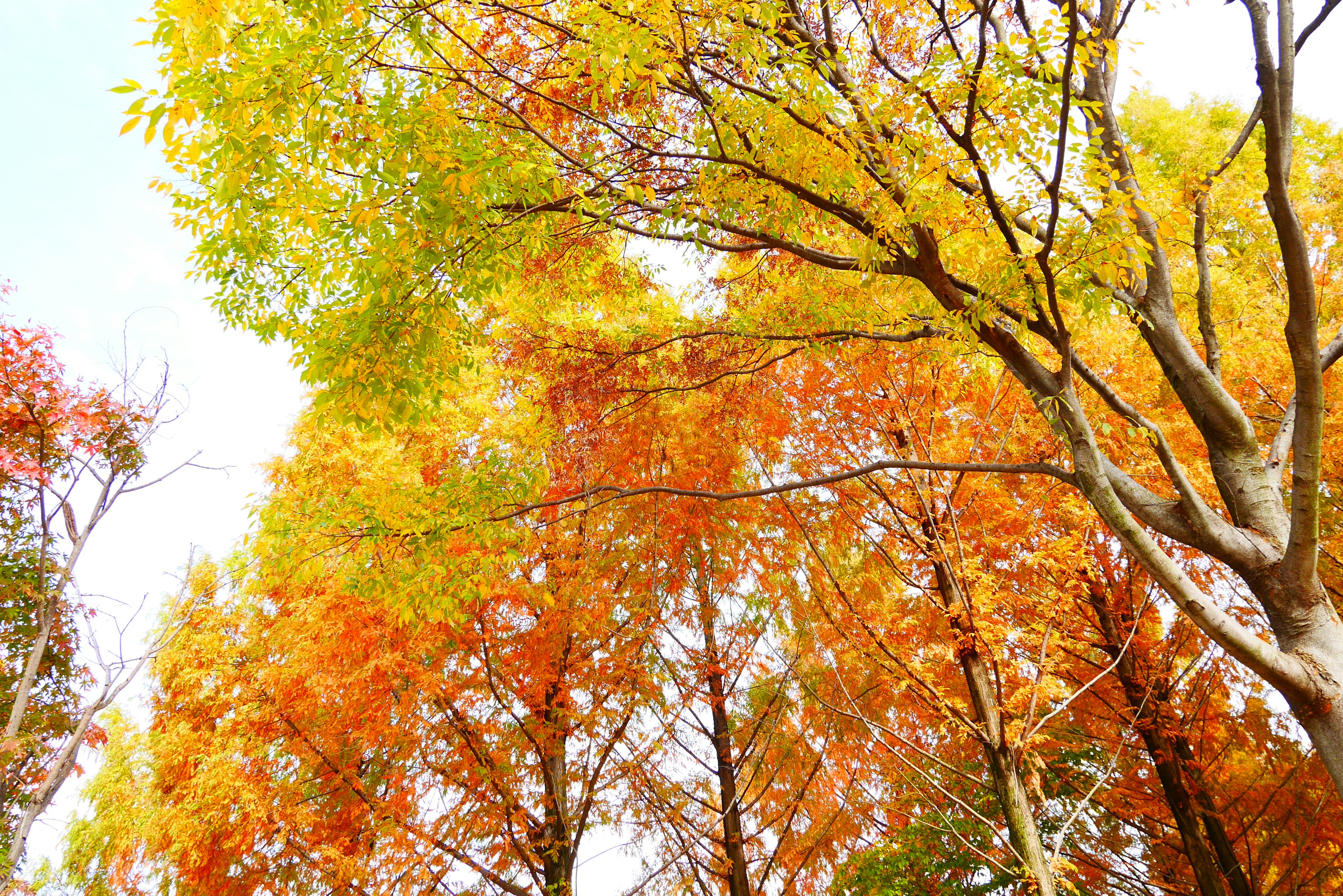 Hohe Ansicht von Bäumen mit Herbstfarben