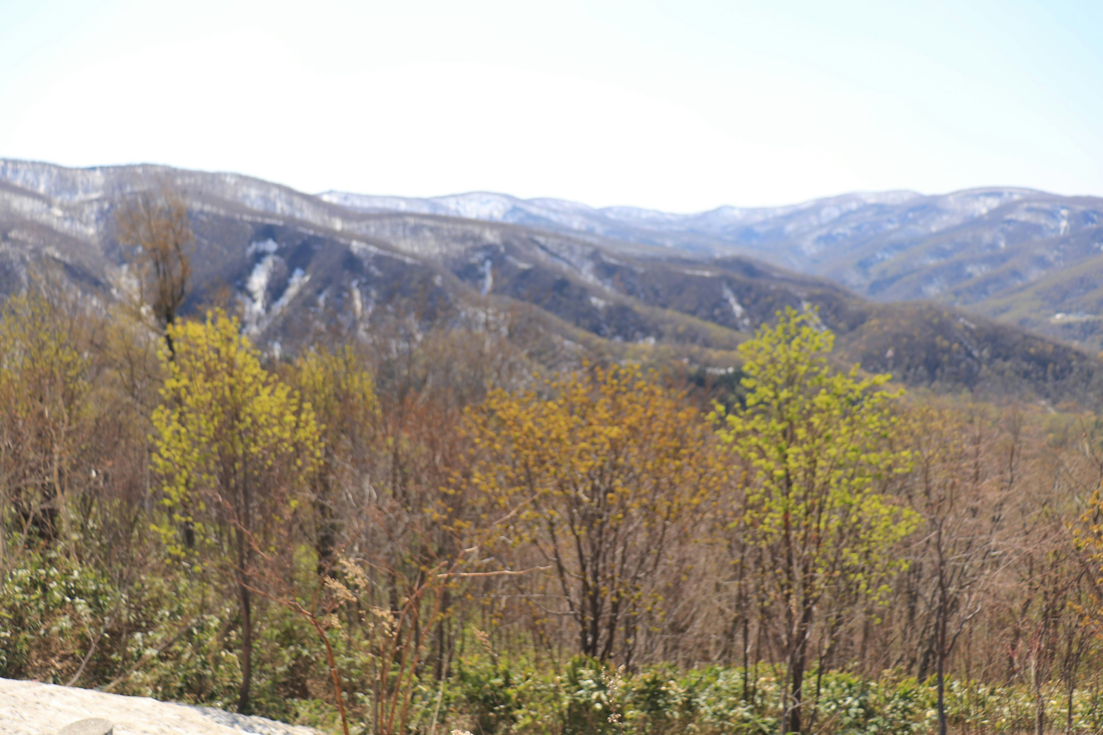 青々とした木々と山々の風景、青空の下での自然の景色