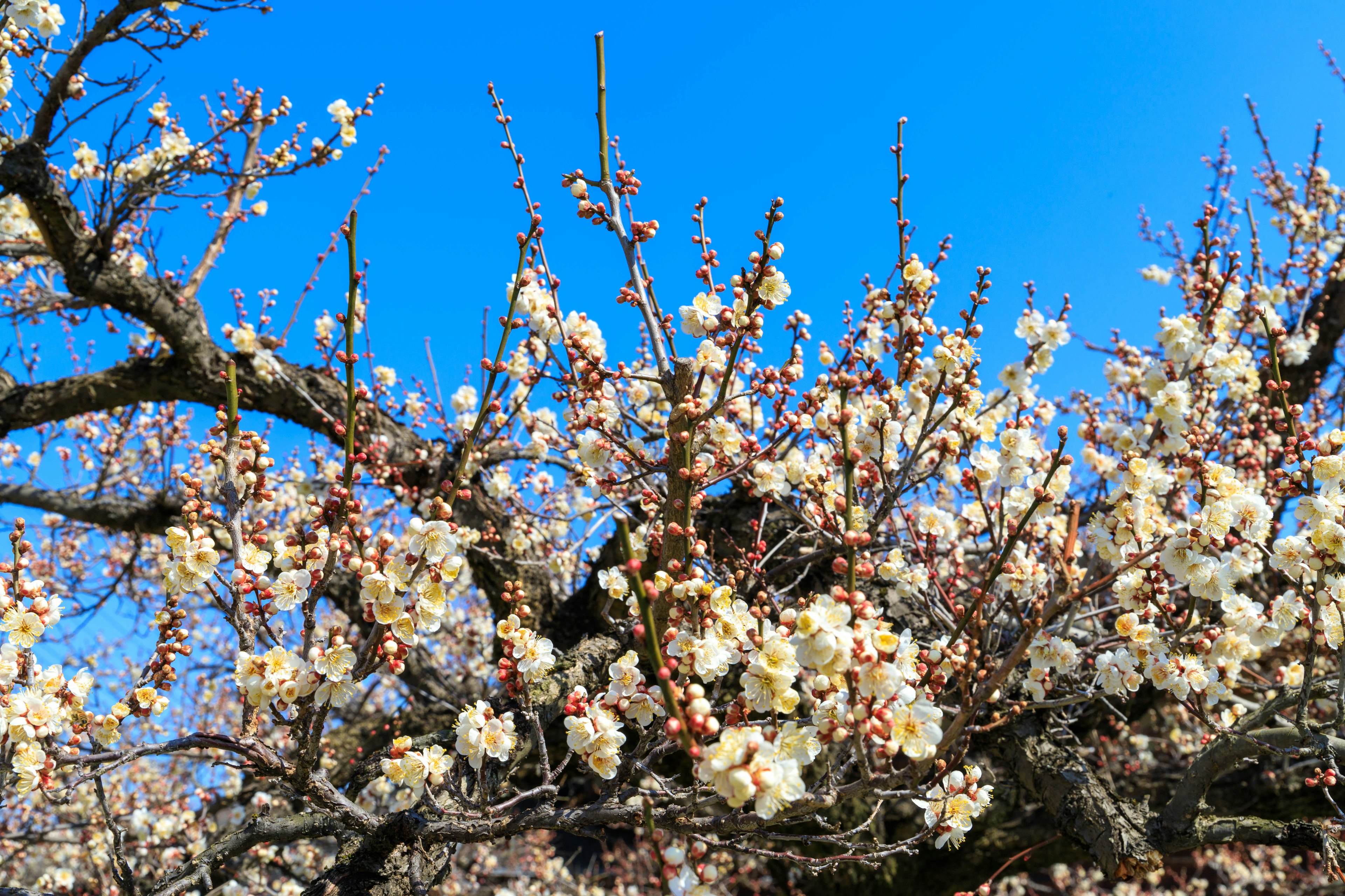 Branches d'un arbre d'abricotier en fleurs avec des fleurs blanches sous un ciel bleu