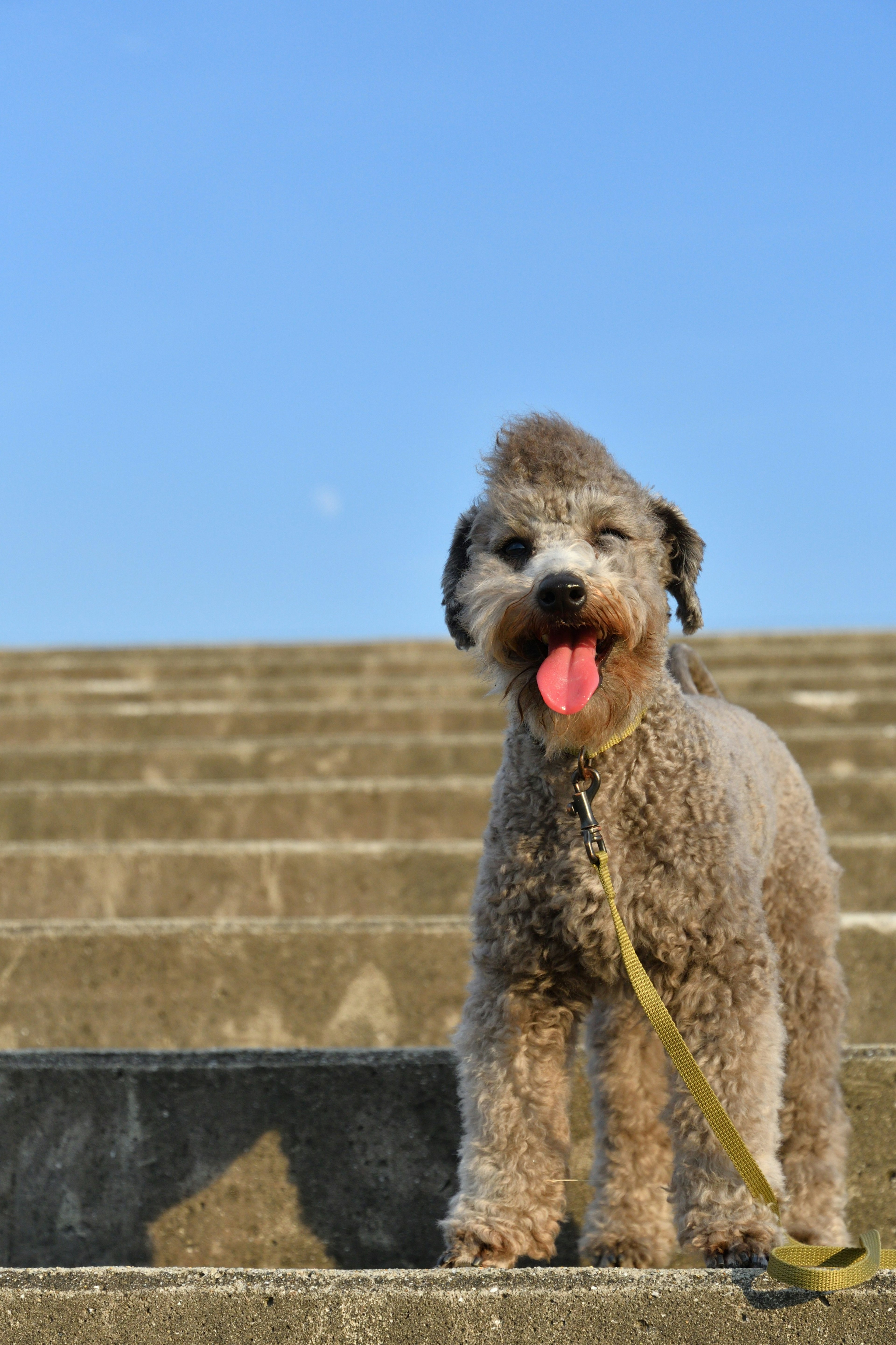 Un perro de pie frente a unas escaleras con pelaje esponjoso y una expresión feliz