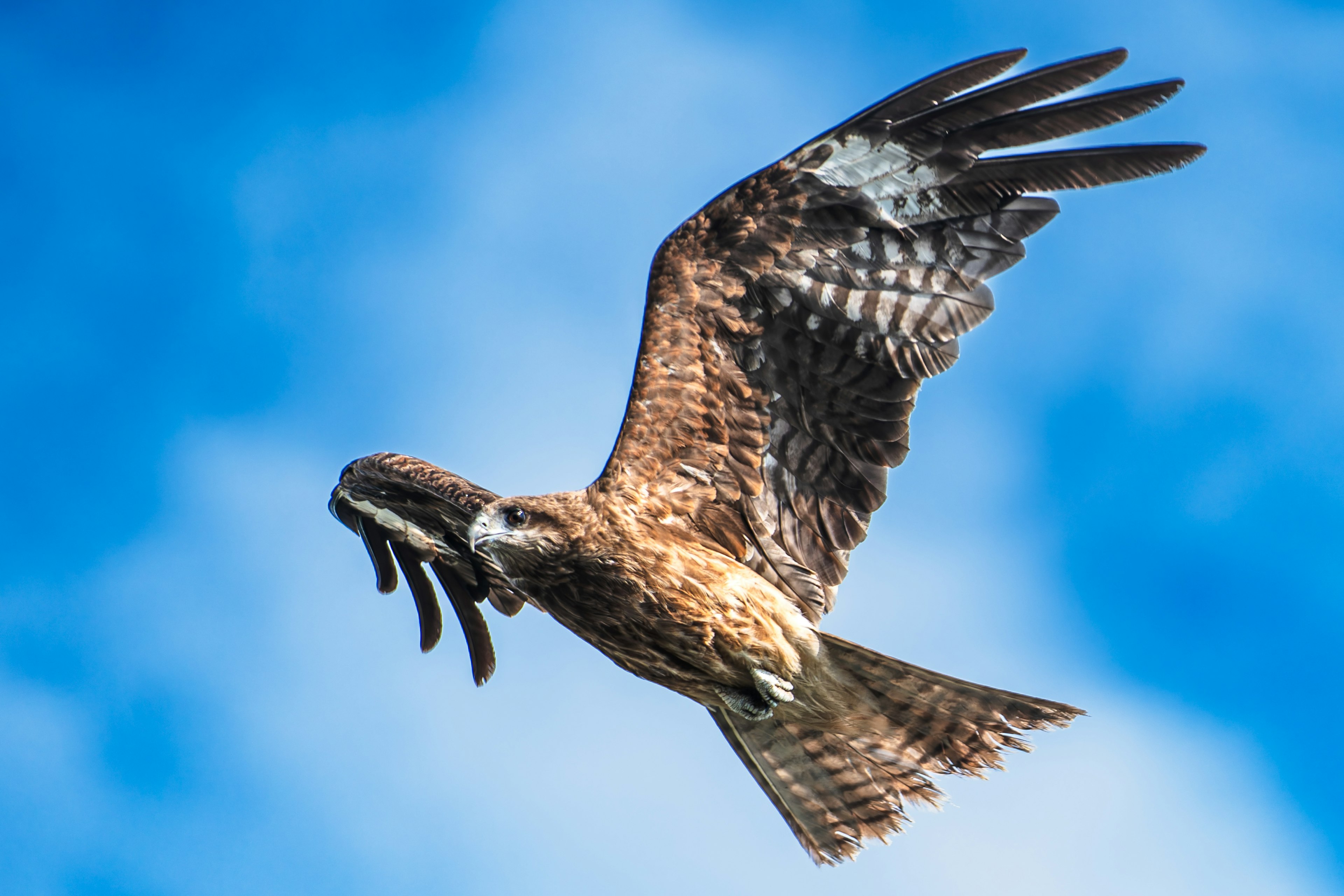 Un halcón volando en el cielo con una presa en sus garras