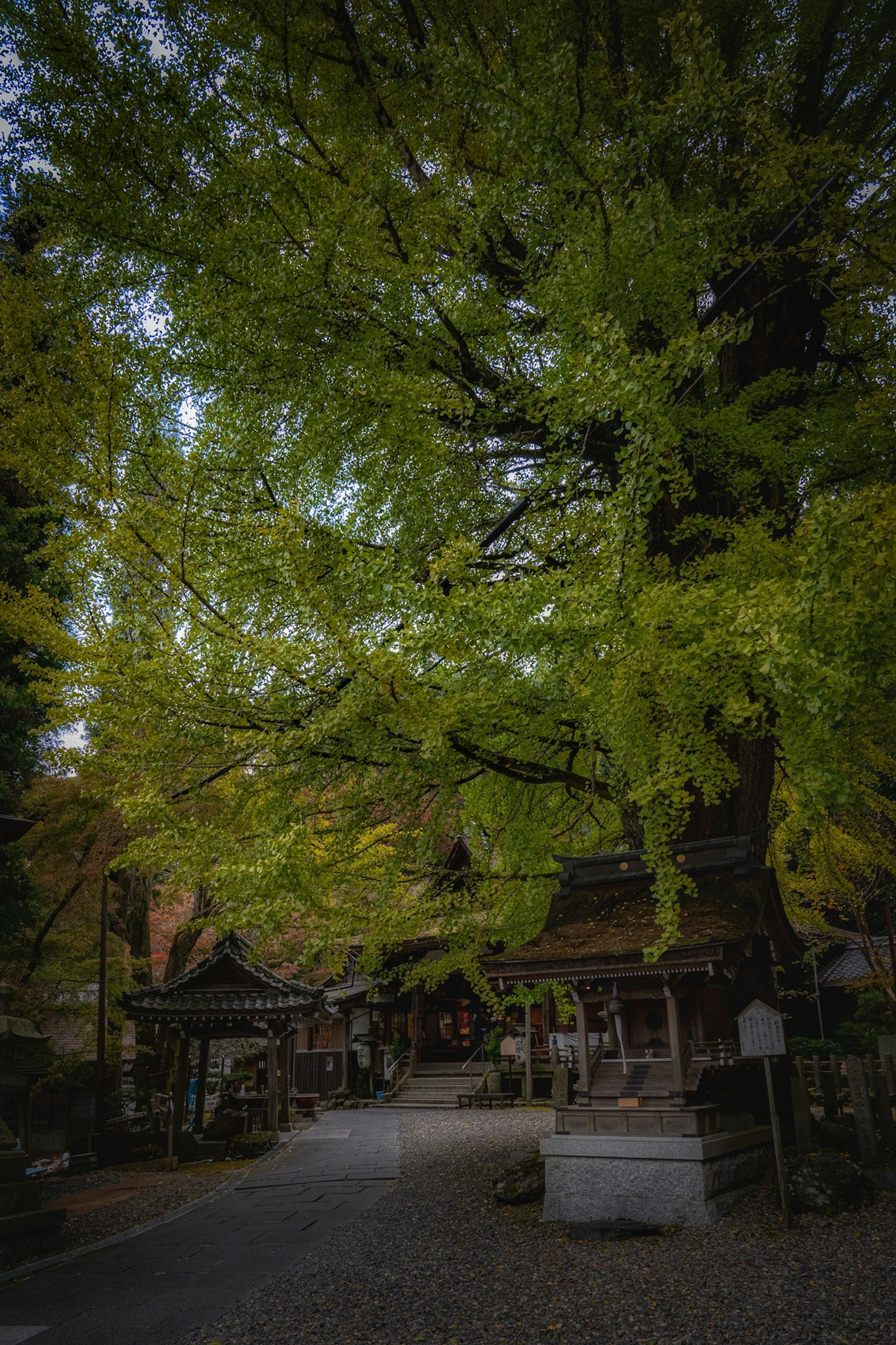 Un camino sereno bajo un gran árbol con hojas verdes exuberantes y edificios tradicionales cercanos