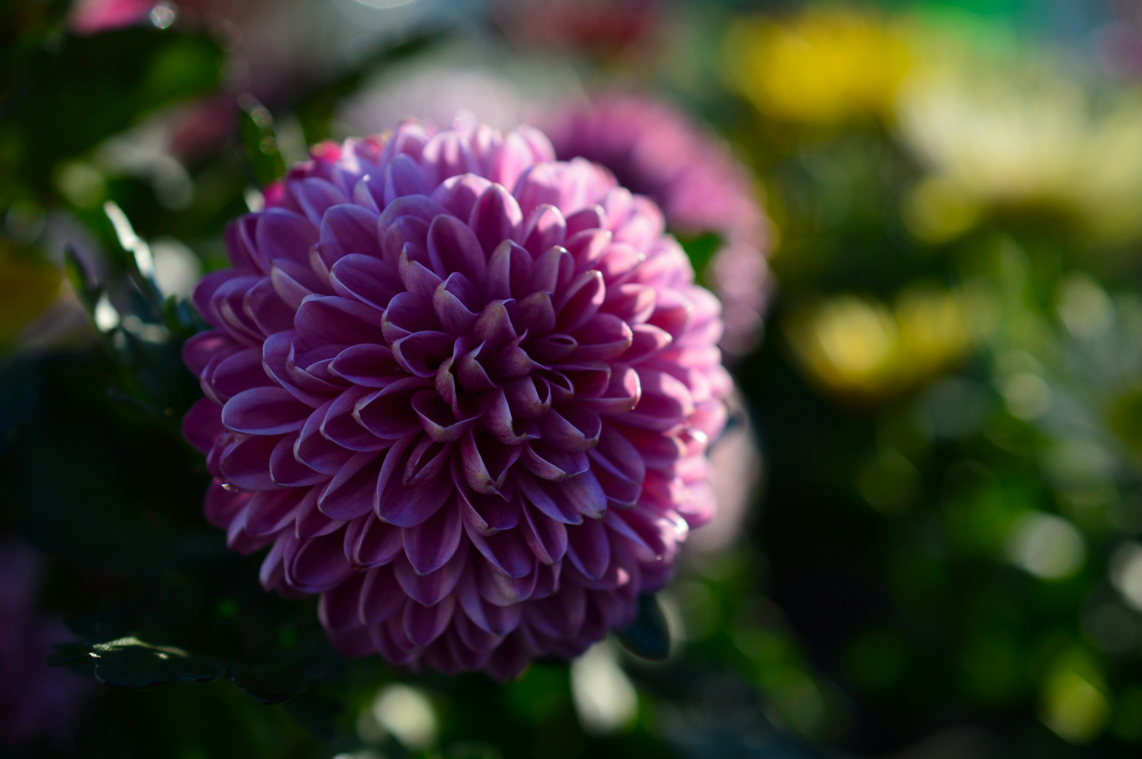 Bunga dahlia ungu yang cerah di latar depan dengan bunga berwarna-warni di latar belakang