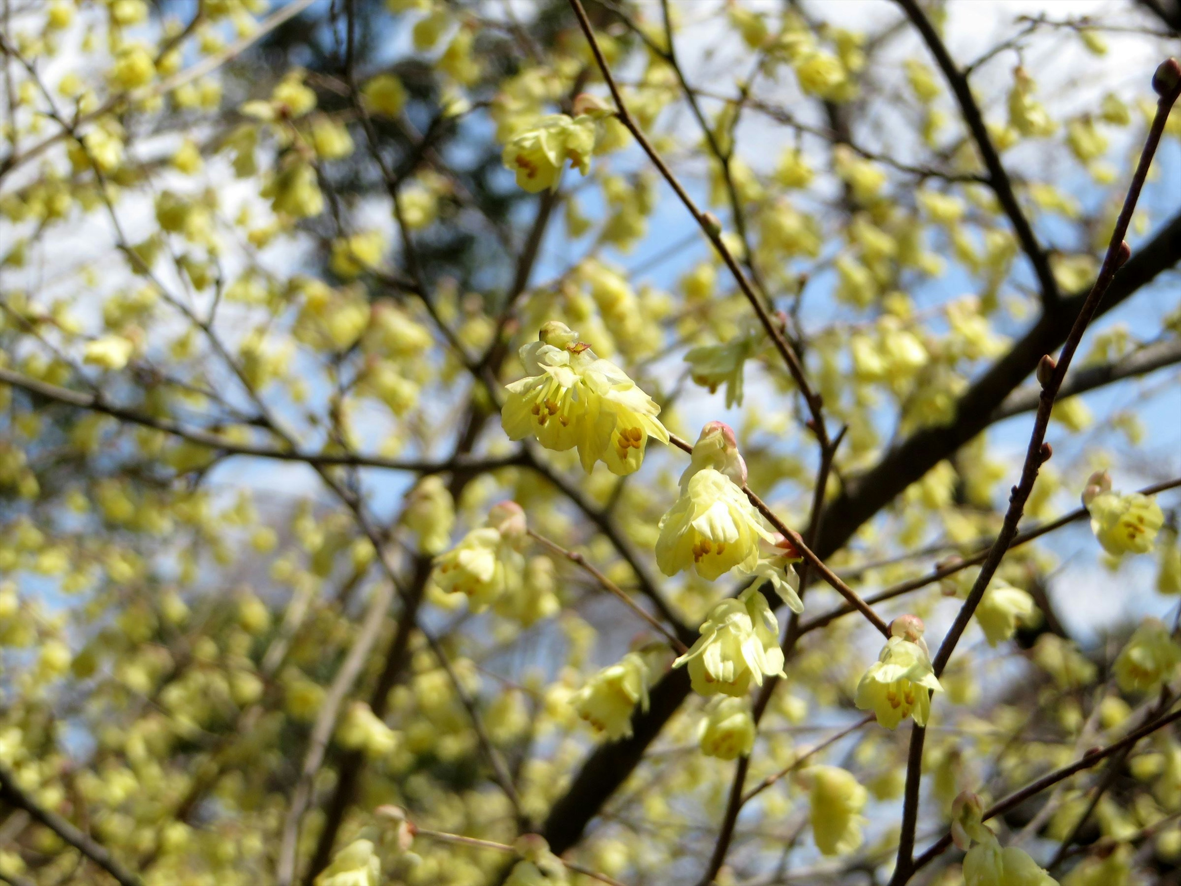 Nahaufnahme von Baumzweigen mit gelben Blumen vor blauem Himmel