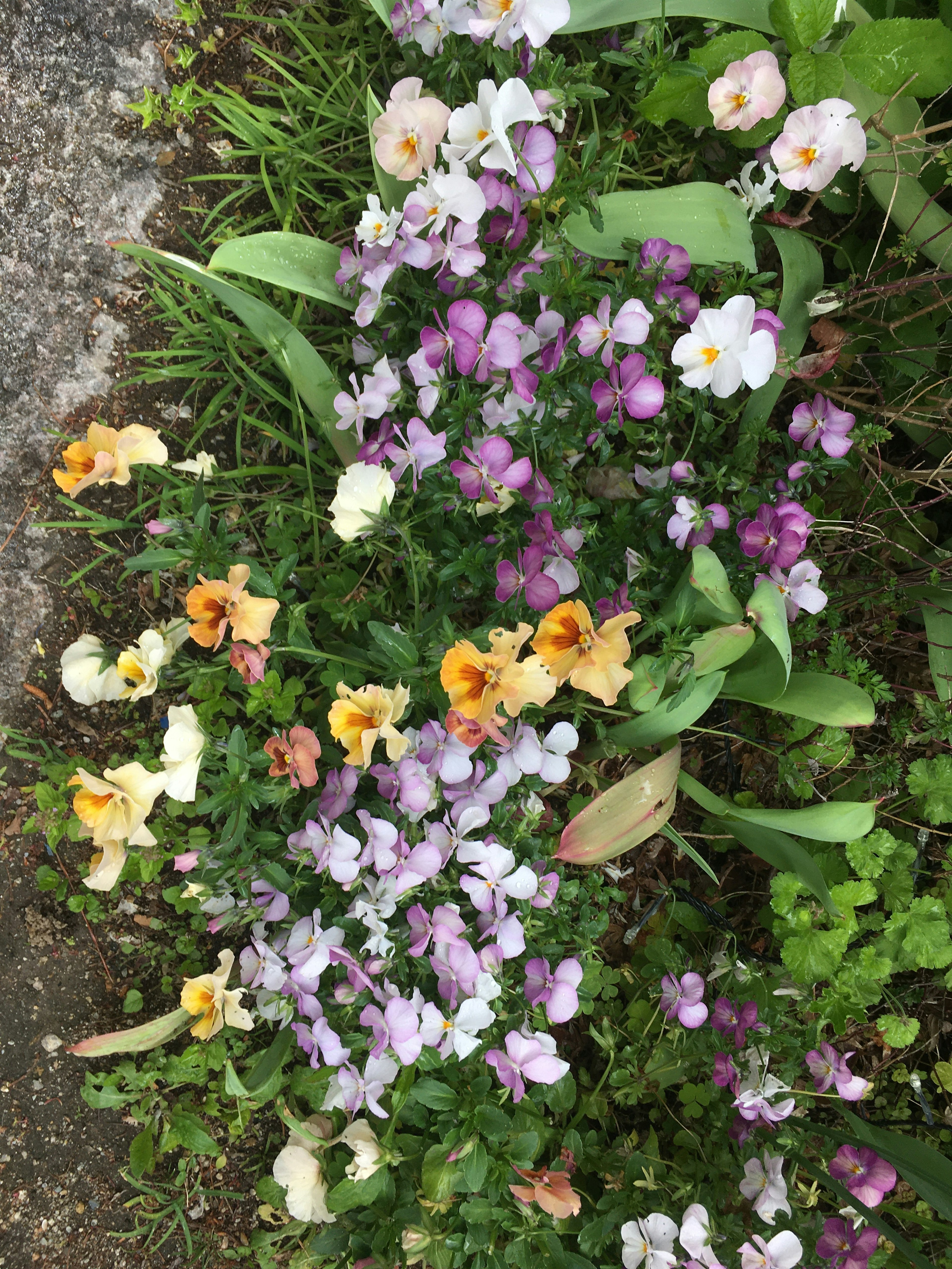 色とりどりの花が咲いた庭の一部 黄色や紫のパンジーが混在し 緑の葉が周囲を囲んでいる